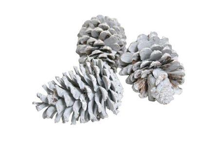 Pinecone Maritima 100pcs L10 Frosted