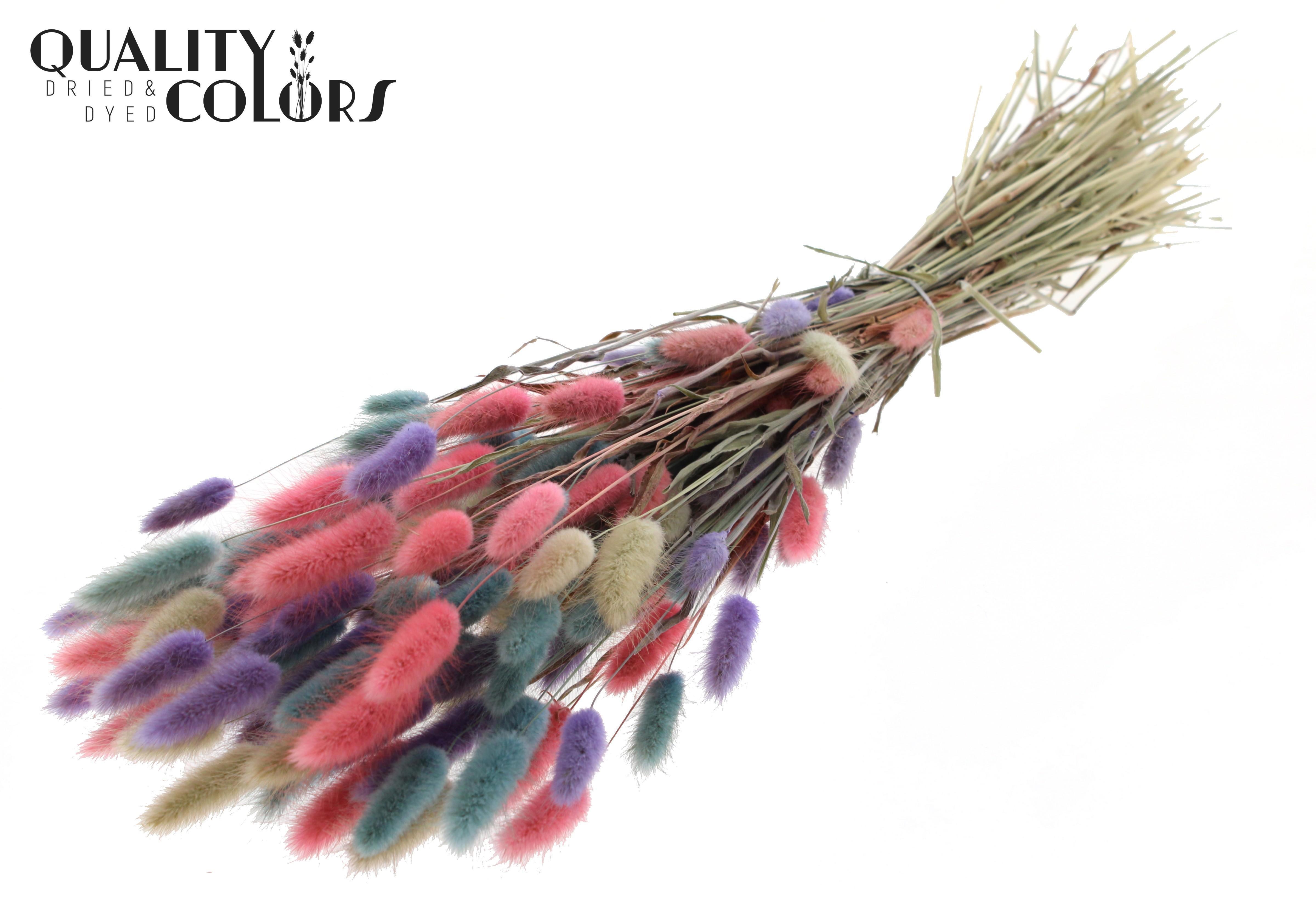 Lagurus Colourful 1 Per Bunch 70cm
