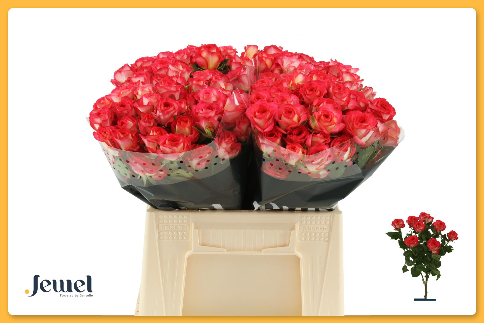 Rosa Spr Summer Dance 40cm