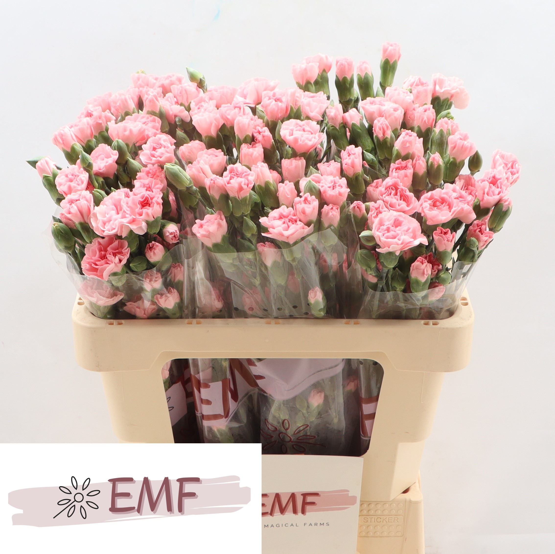 Di Tr Rascal Pink