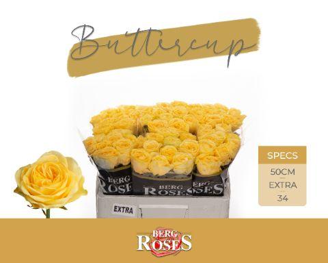 Rosa Buttercup 50cm