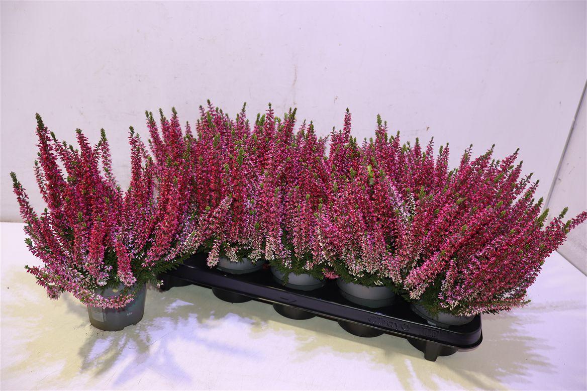 Callu Bl Sela Rood
