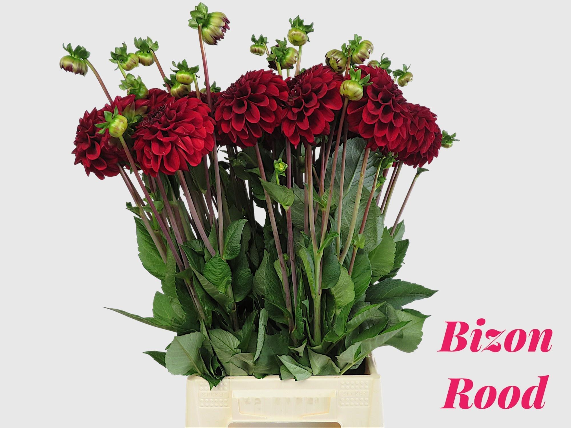 Dahlia Bizon Red 55cm