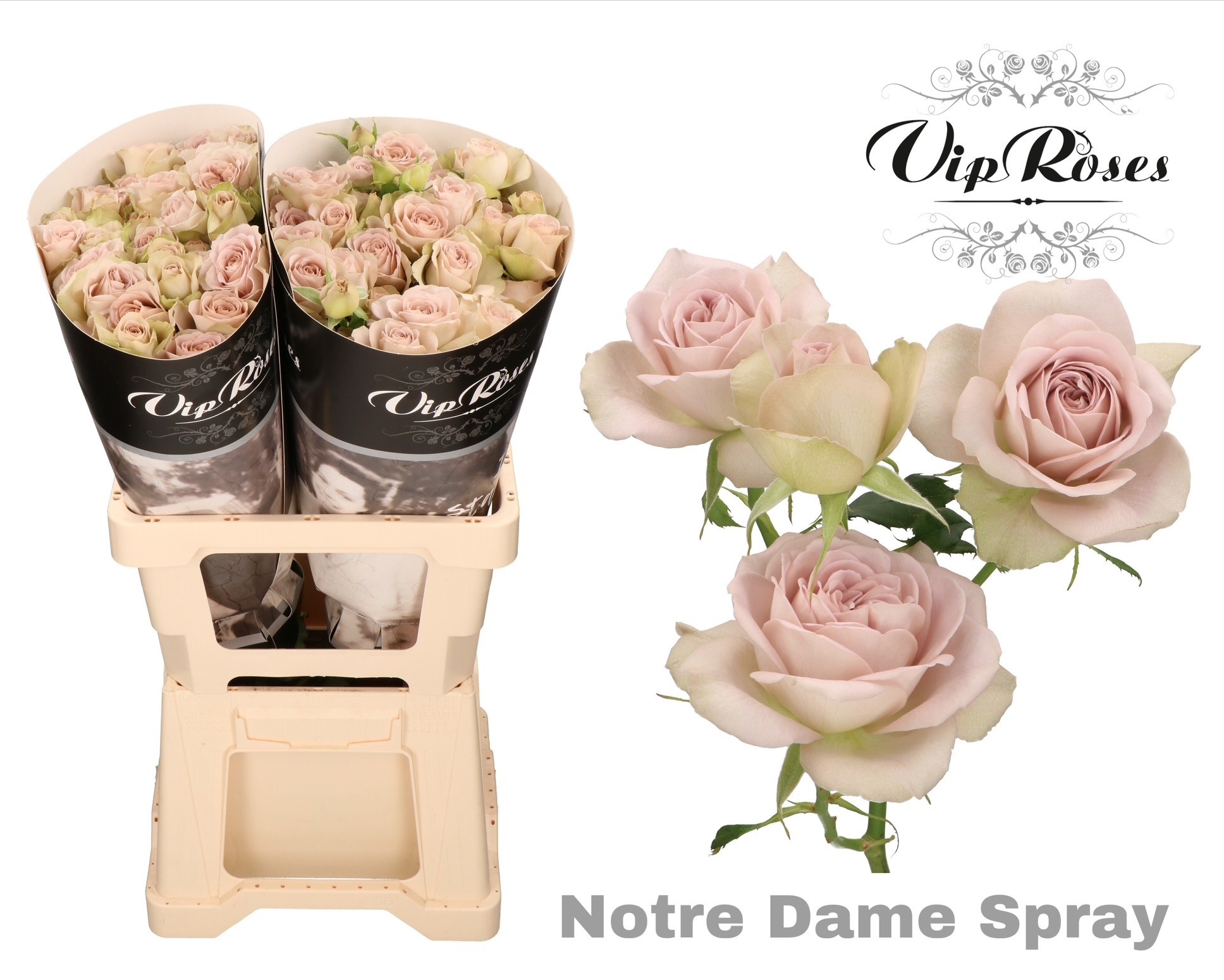 R Tr Notre Dame 60 cm