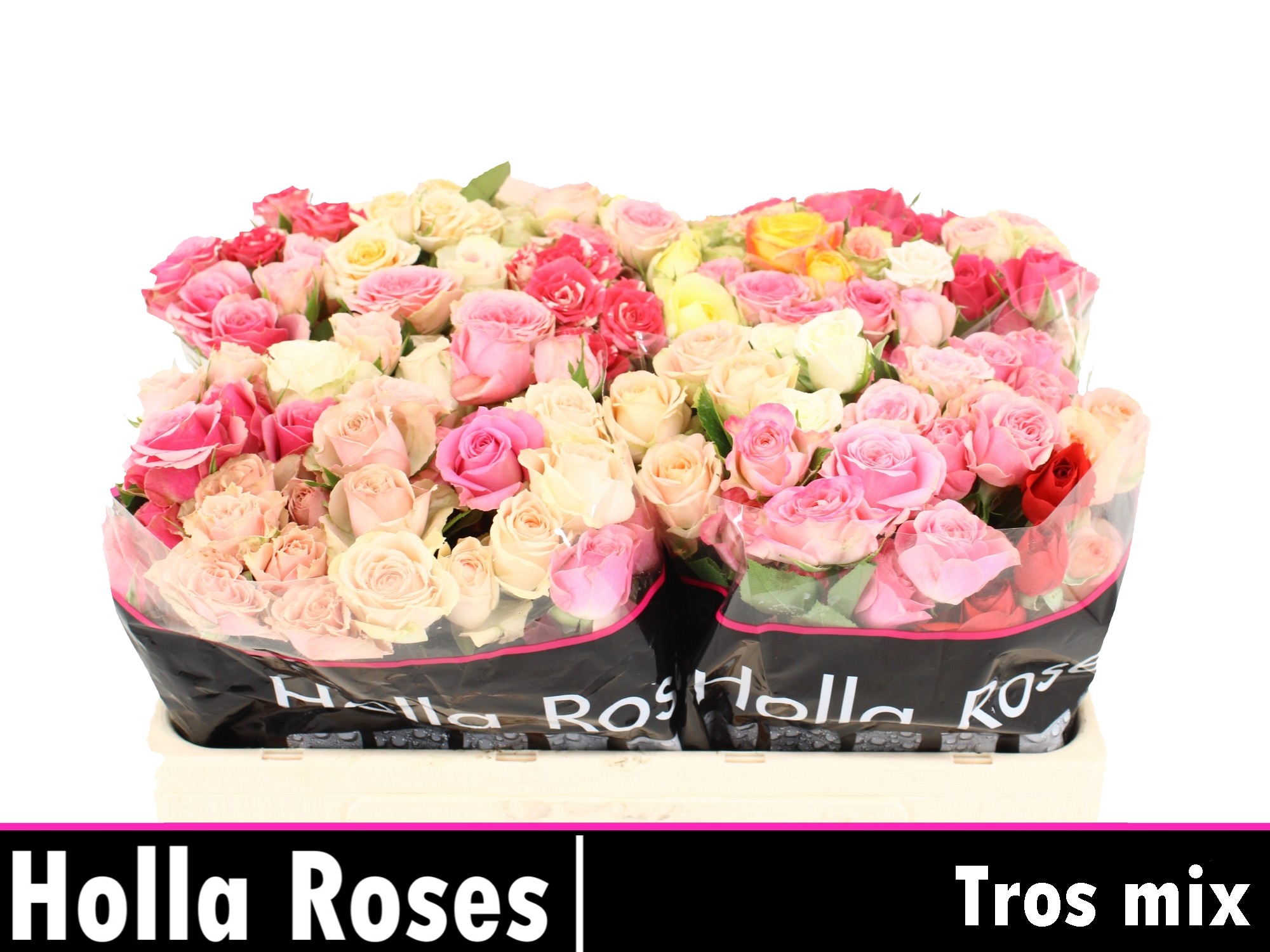 Rosa Spr 50cm