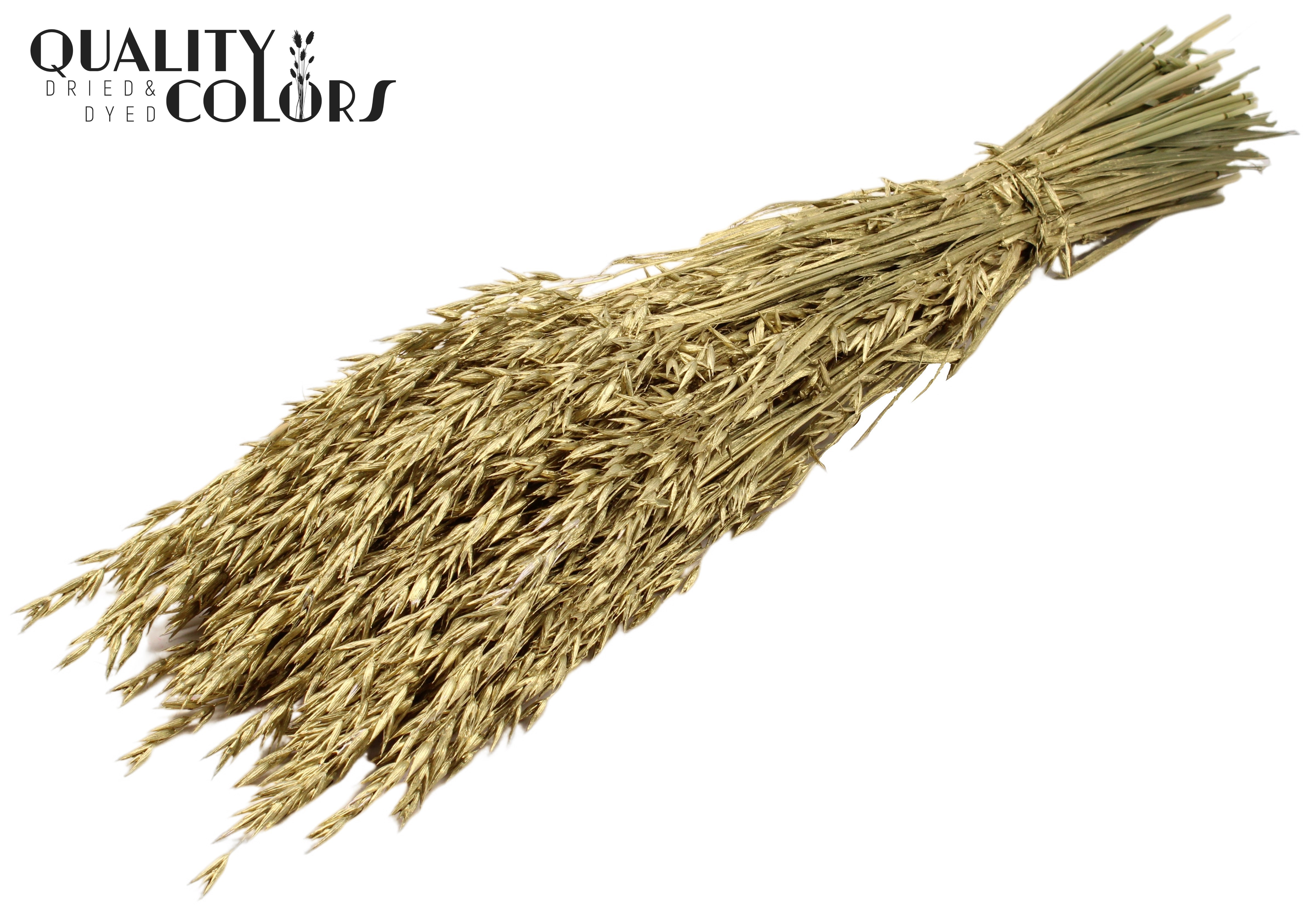 Avena Gold Per Bunch 60cm
