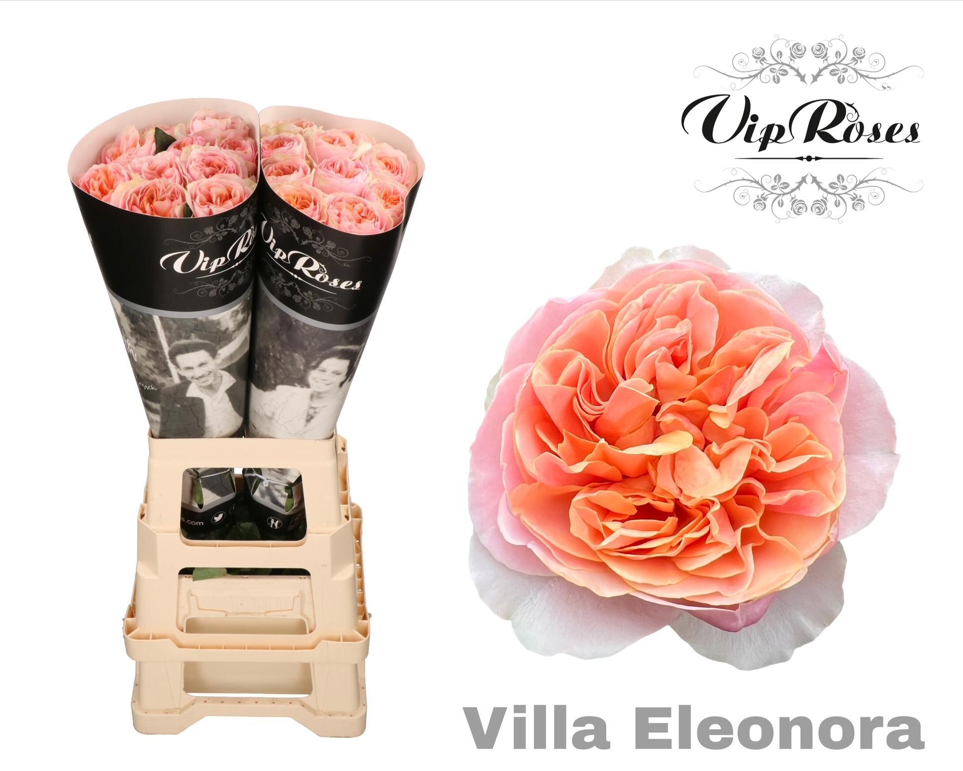R Gr Villa Eleonora 70 cm
