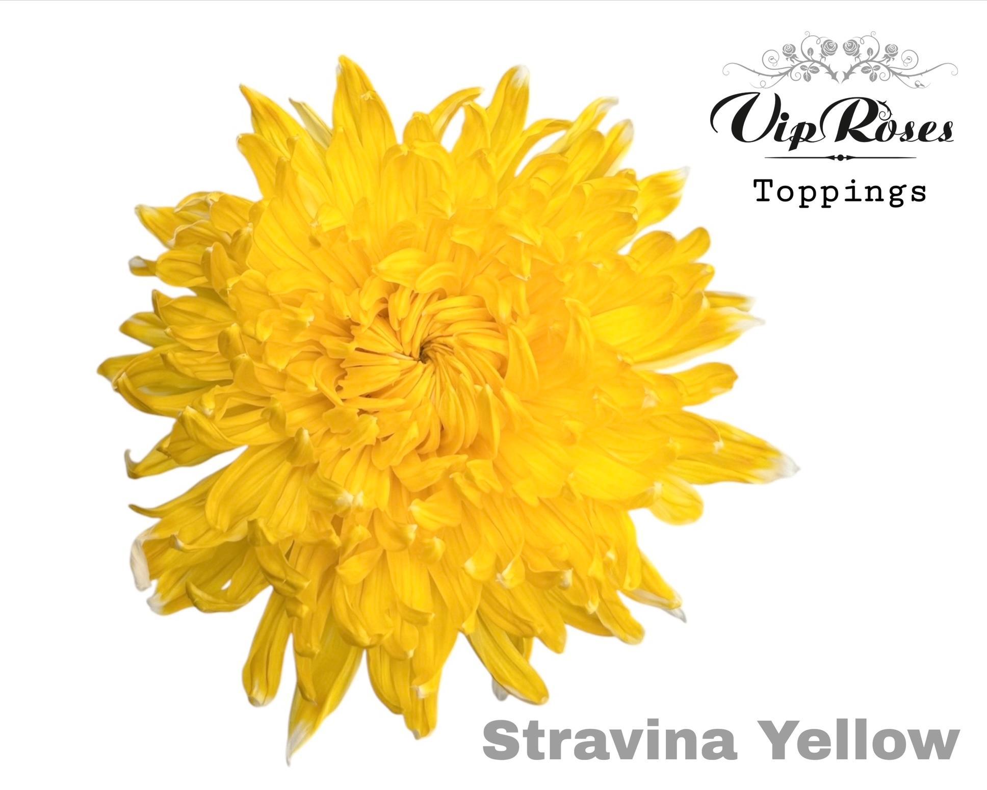 Chr G Stravina Yellow 65 cm