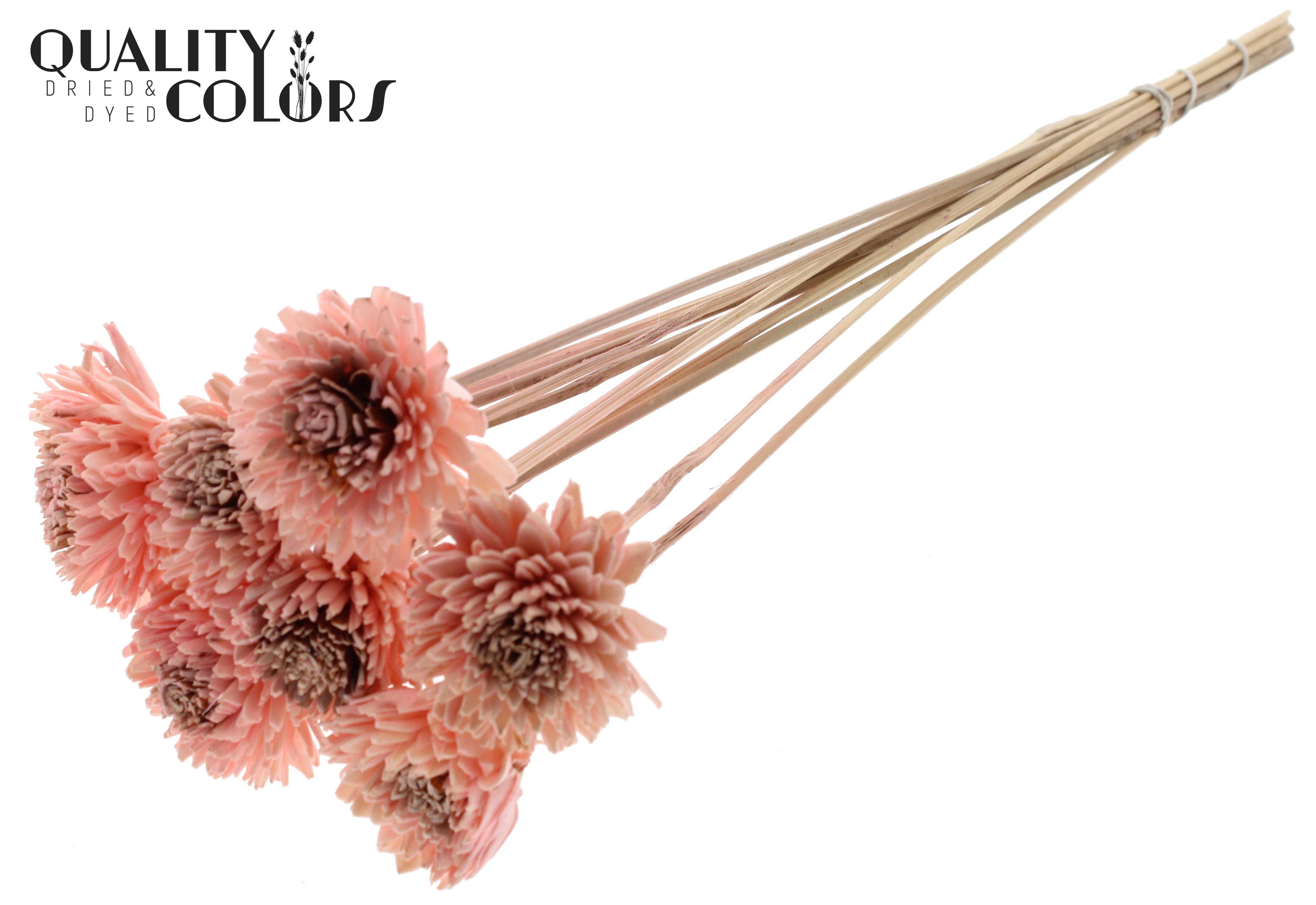 Shola Zinia Light Pink 50cm