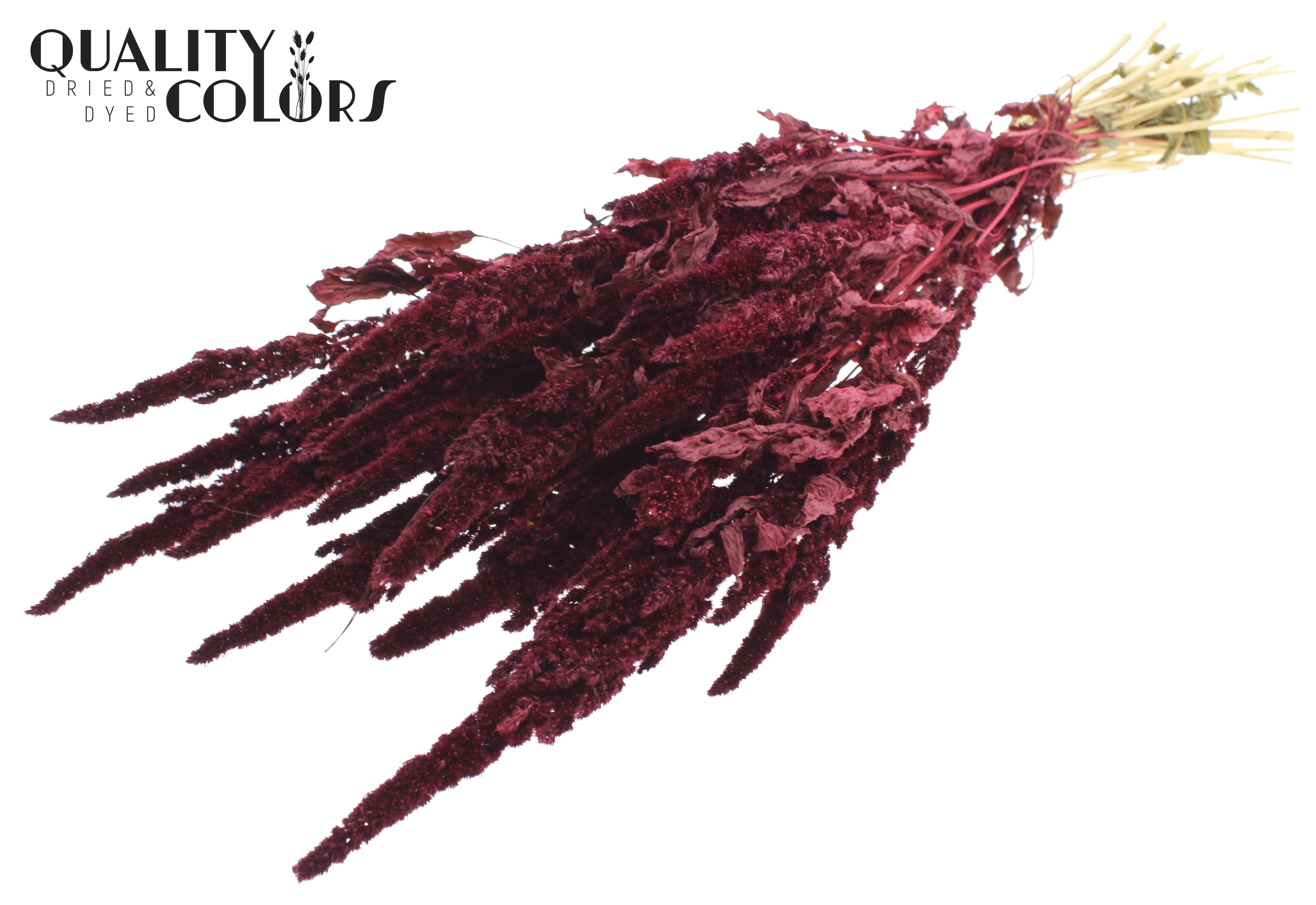 Amaranthus Burgundy Per Bunch 60cm