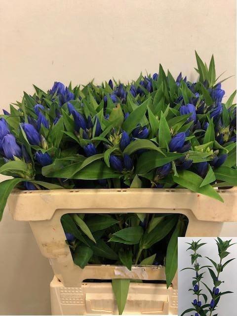 Genti Just Blue