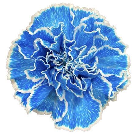 Di St Molly Blue