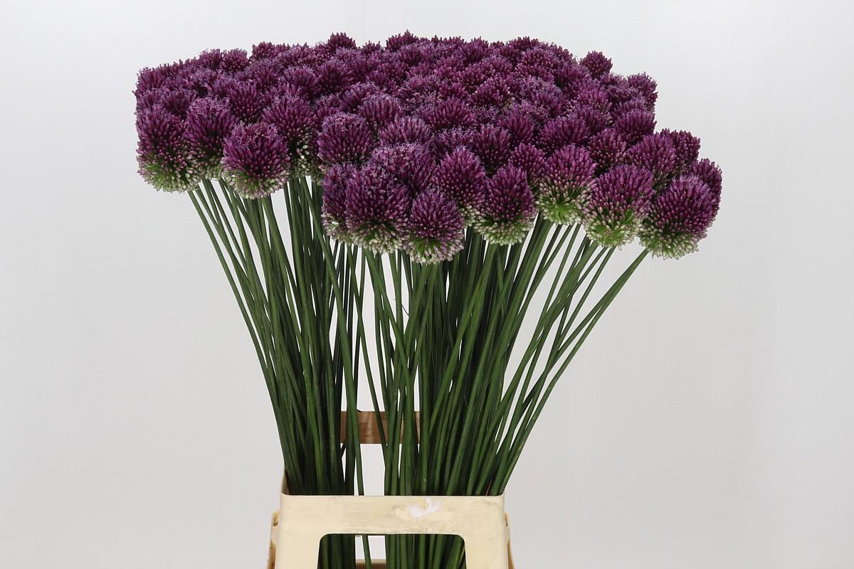 Allium Sphaerocephalon