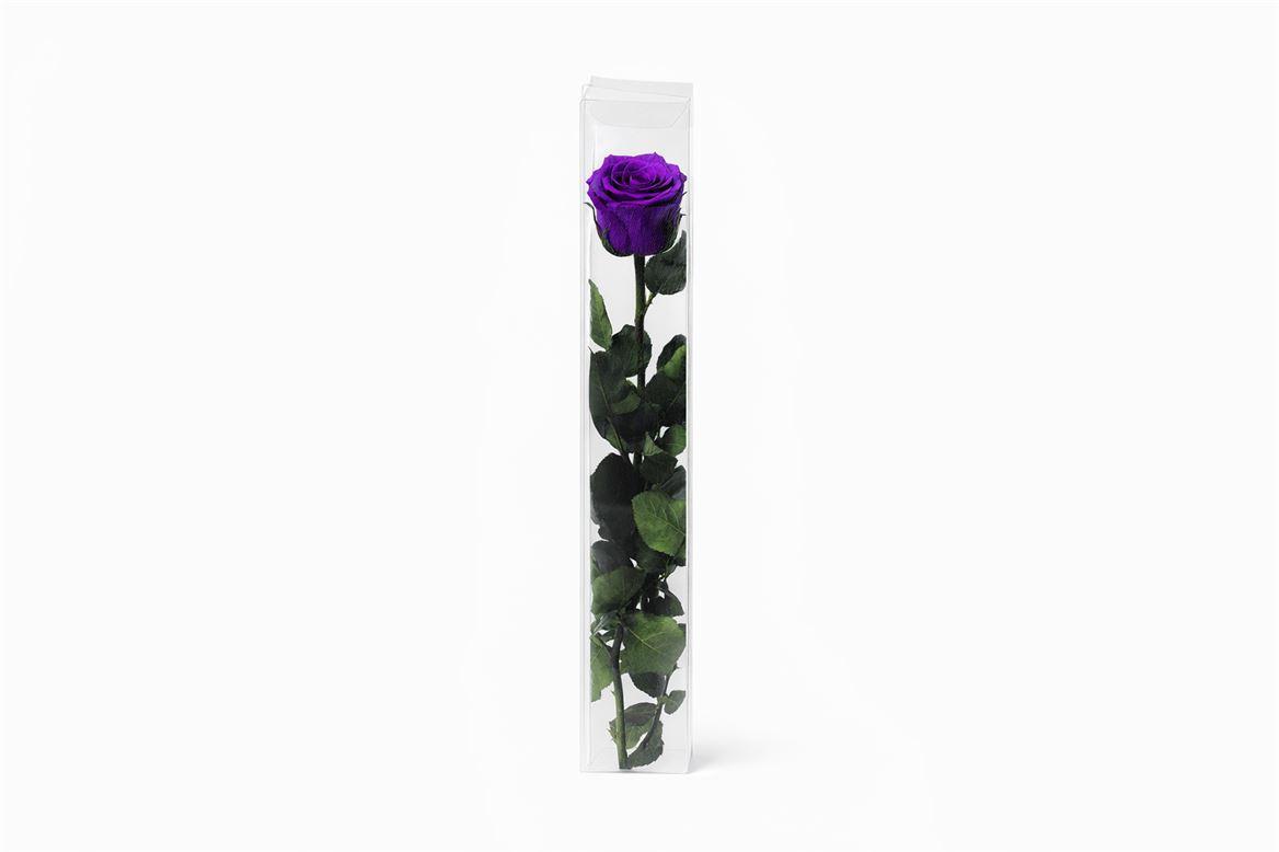 Ro Pres Stem 50cm Lila
