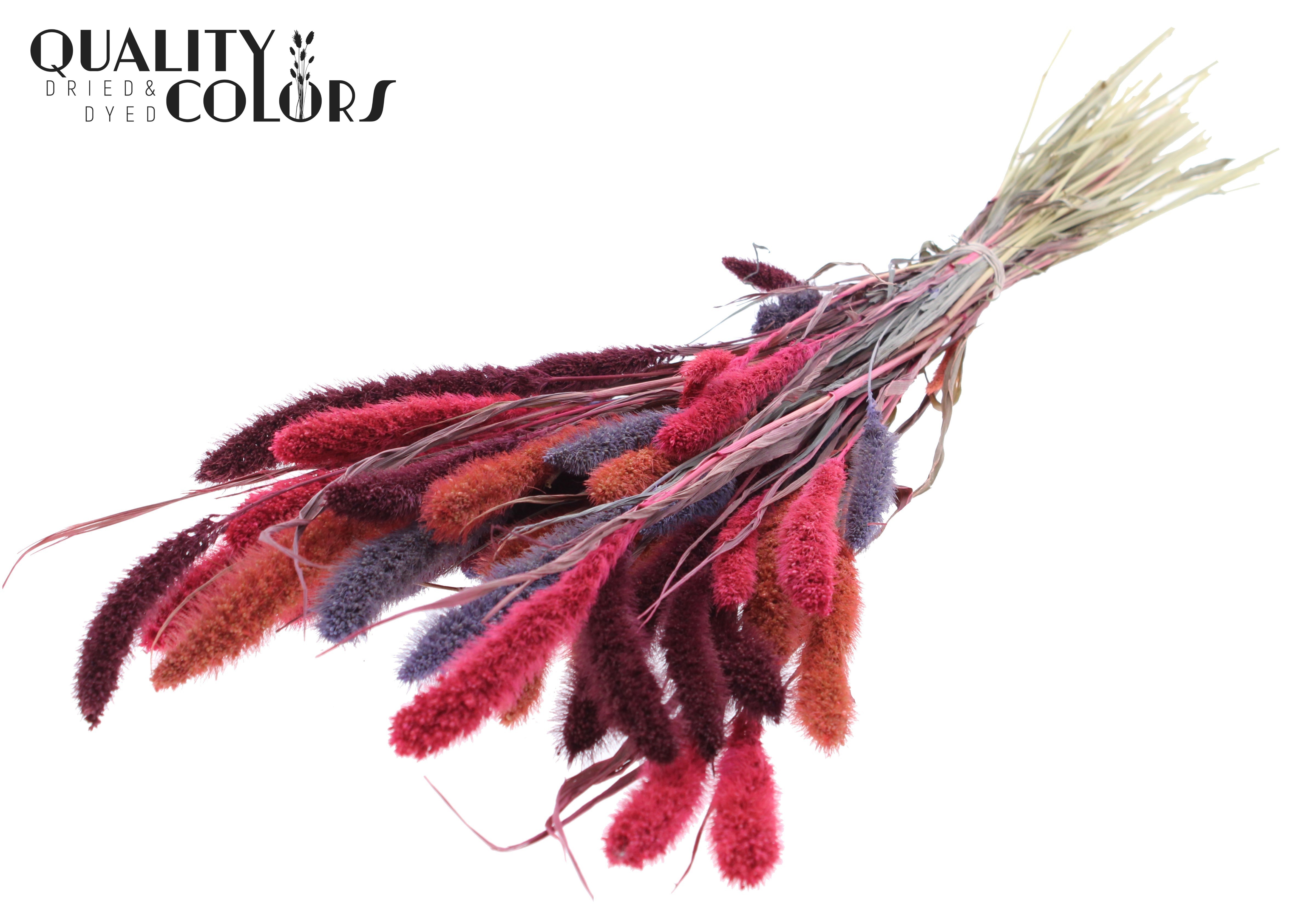 Setaria Colourful 9 Per Bunch 70cm