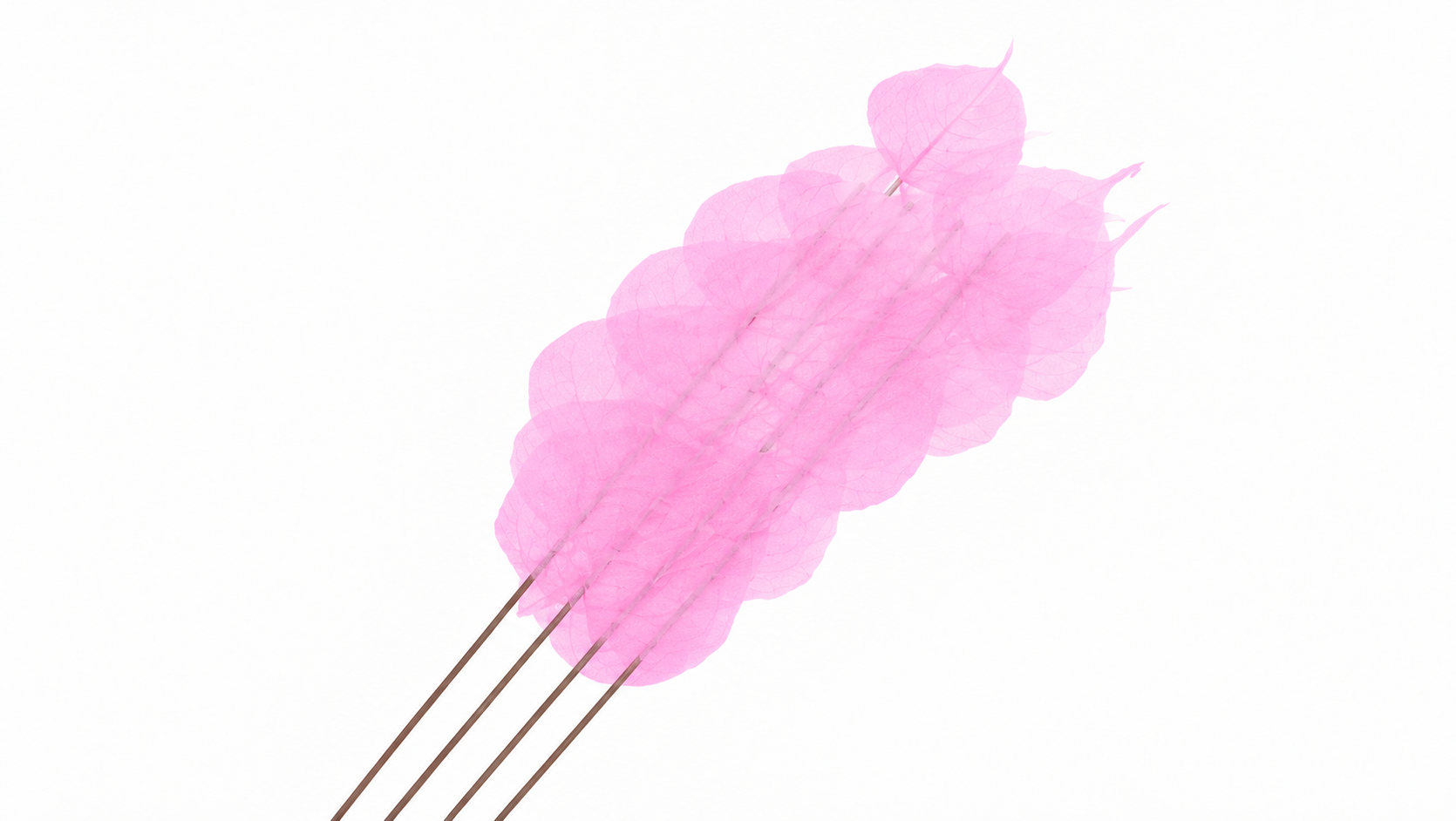 Dried Bleached Ficus Stem Pink