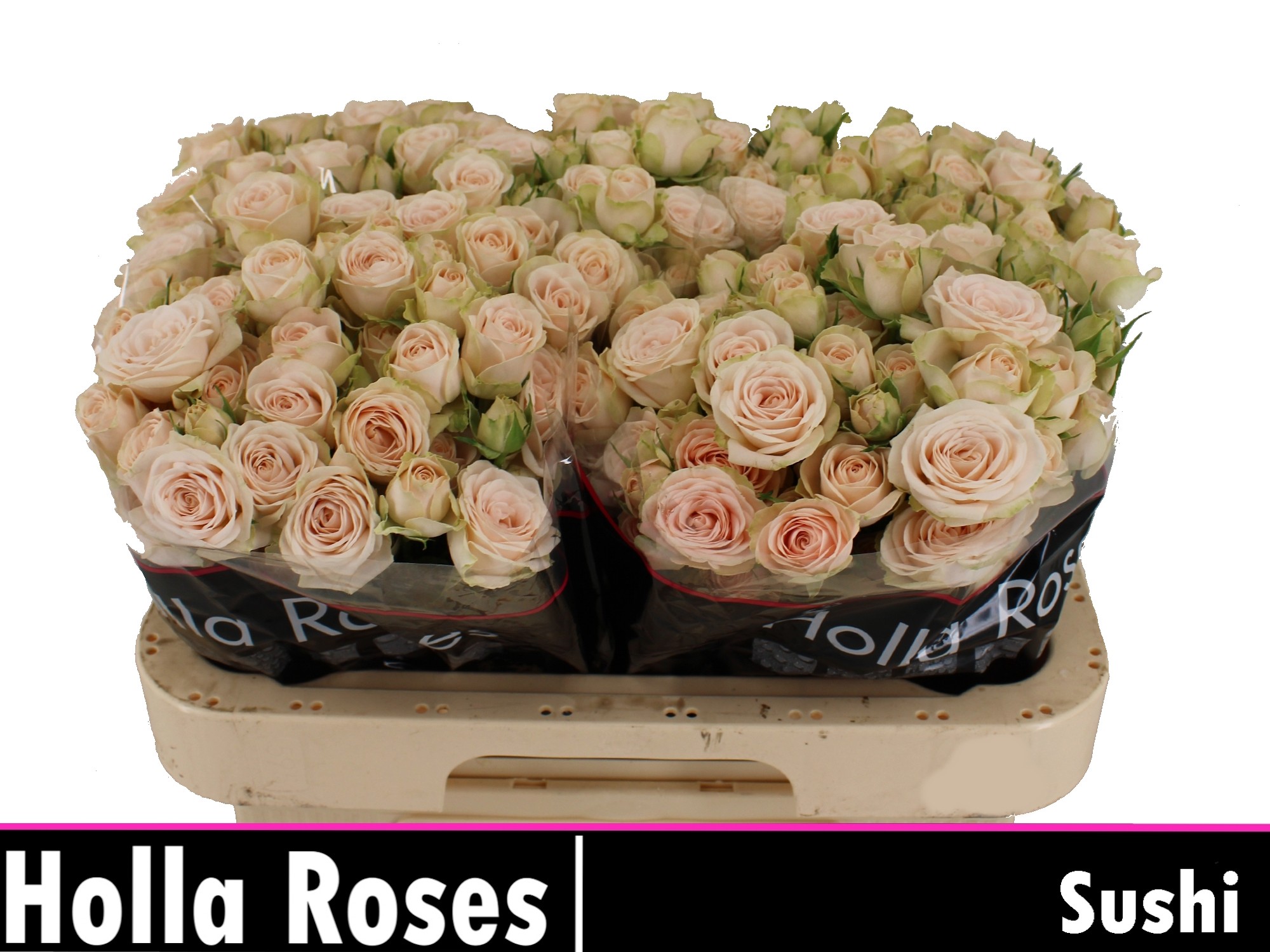 Rosa Spr Sushi 60cm