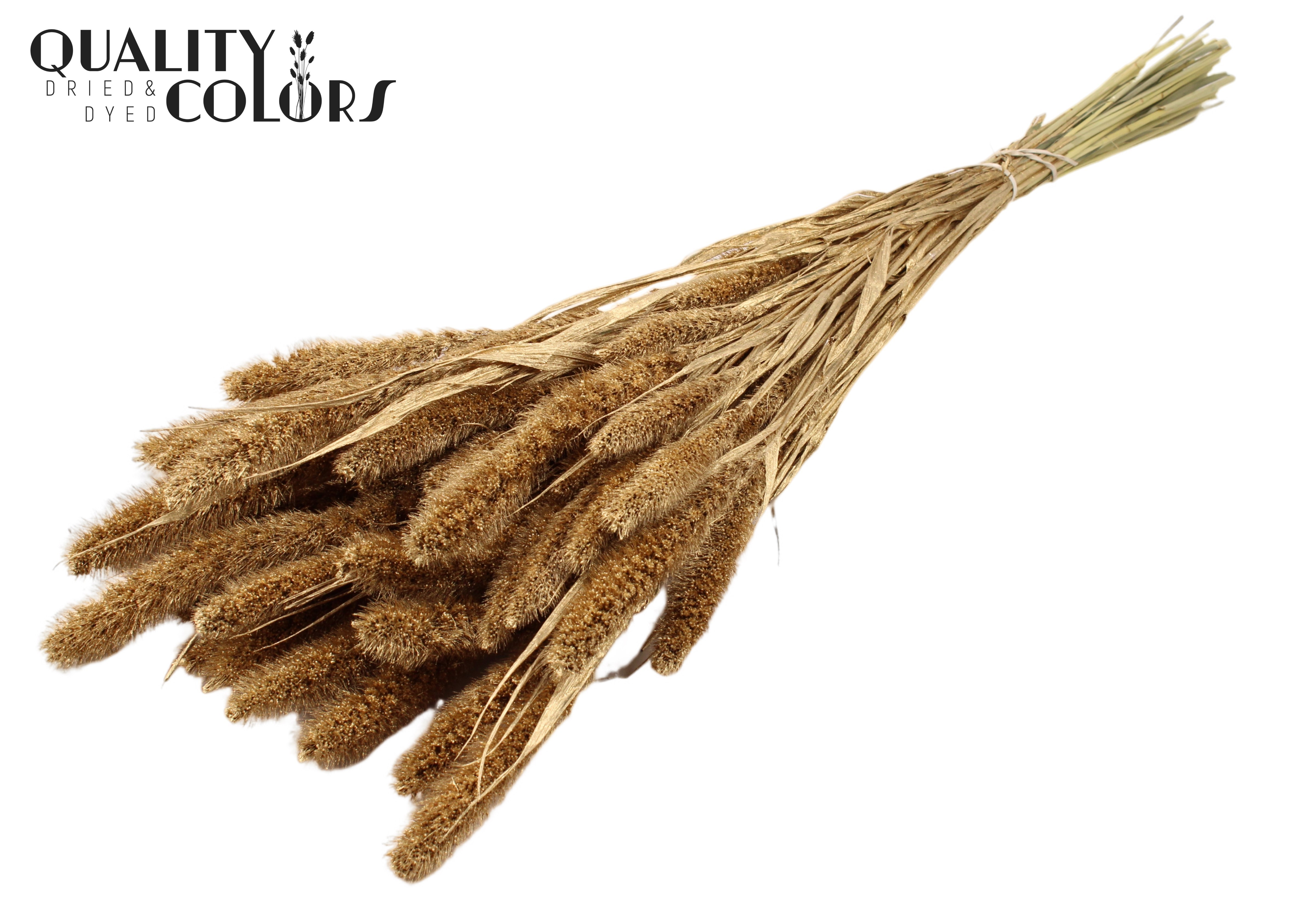 Setaria Antique Gold Per Bunch 70cm