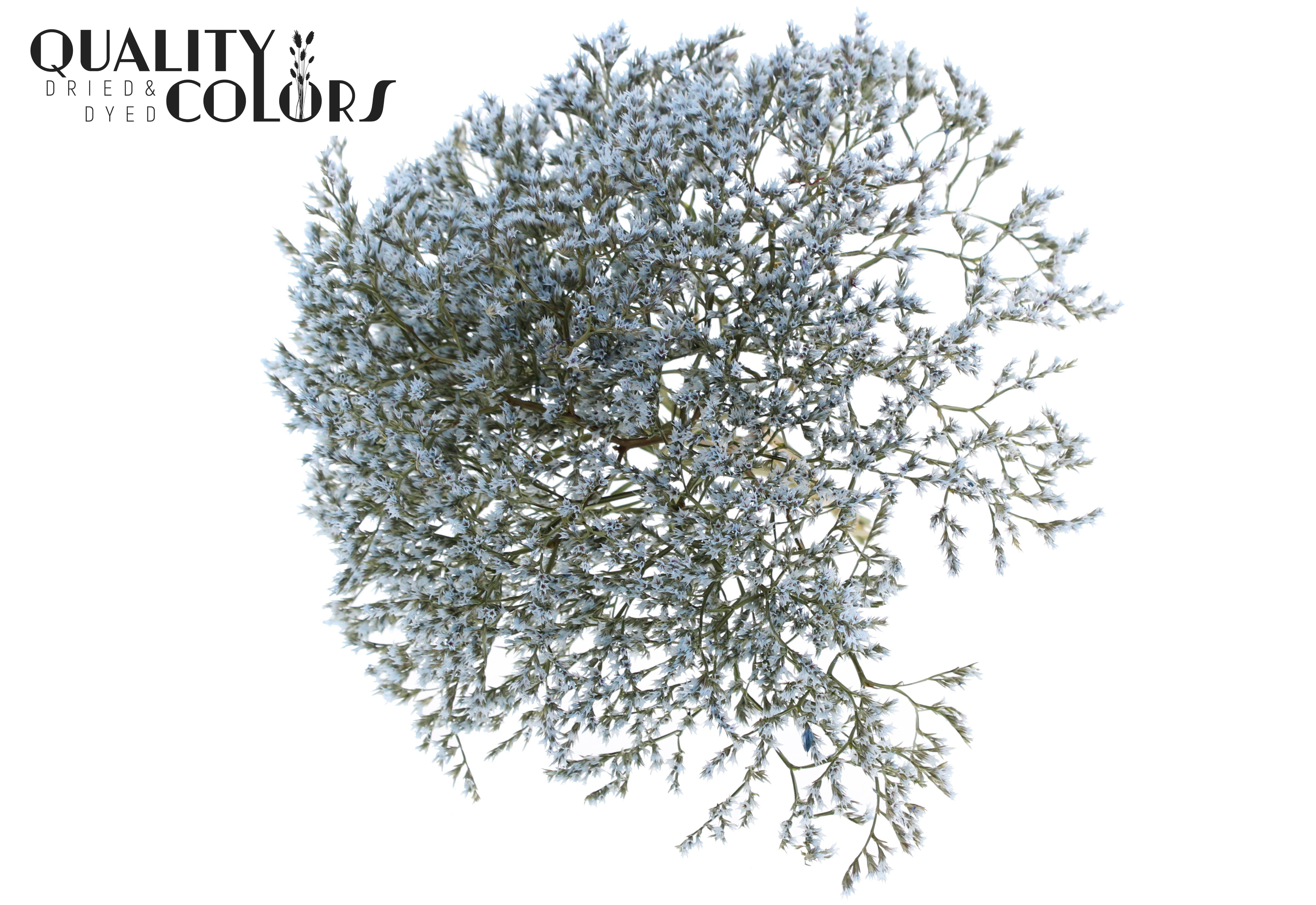 Limonium Tataricum Light Blue Per Bunch 30cm 45gr.