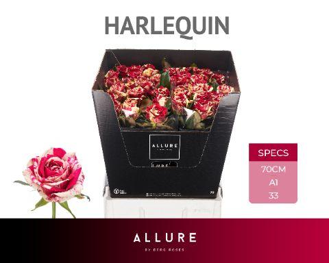 Rosa Harlequin 70cm