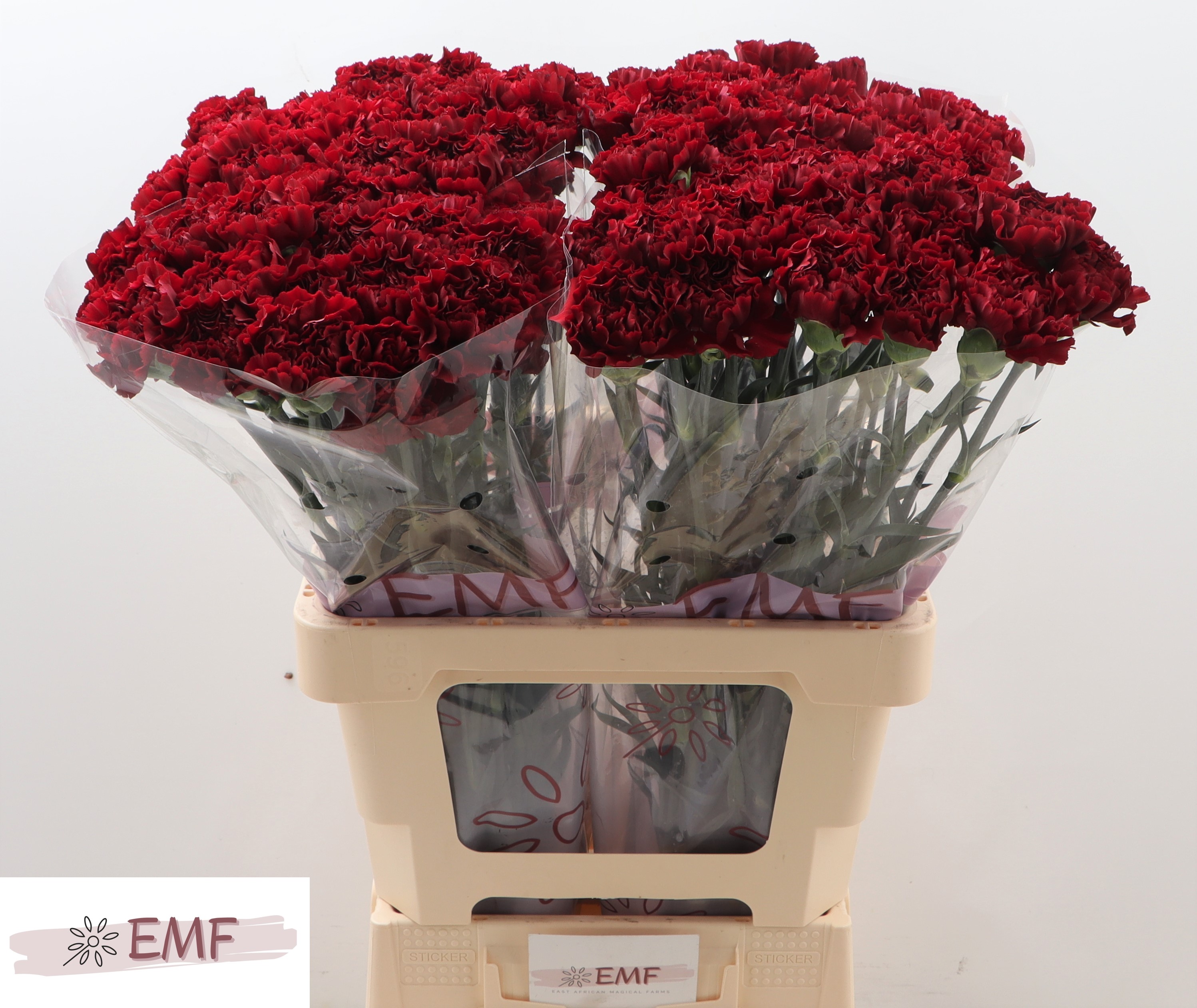 Dianthus Single Grace 65cm