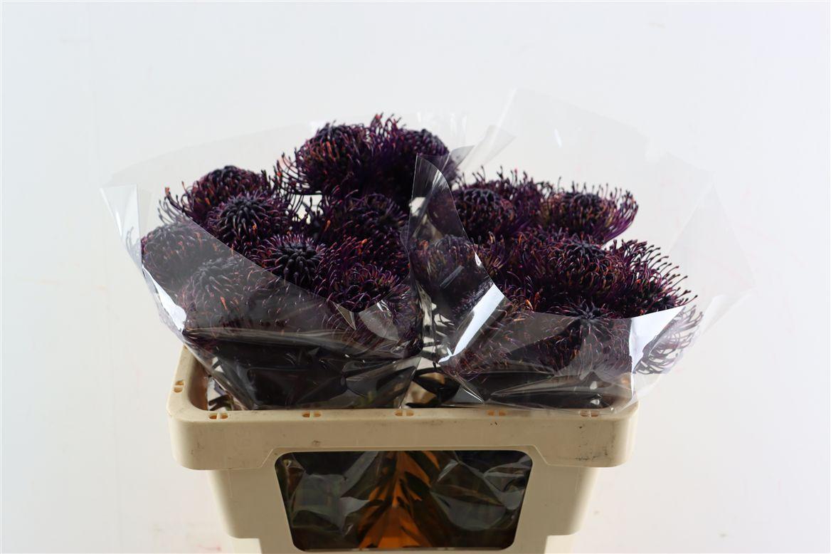 Leuco Klbh Aubergine