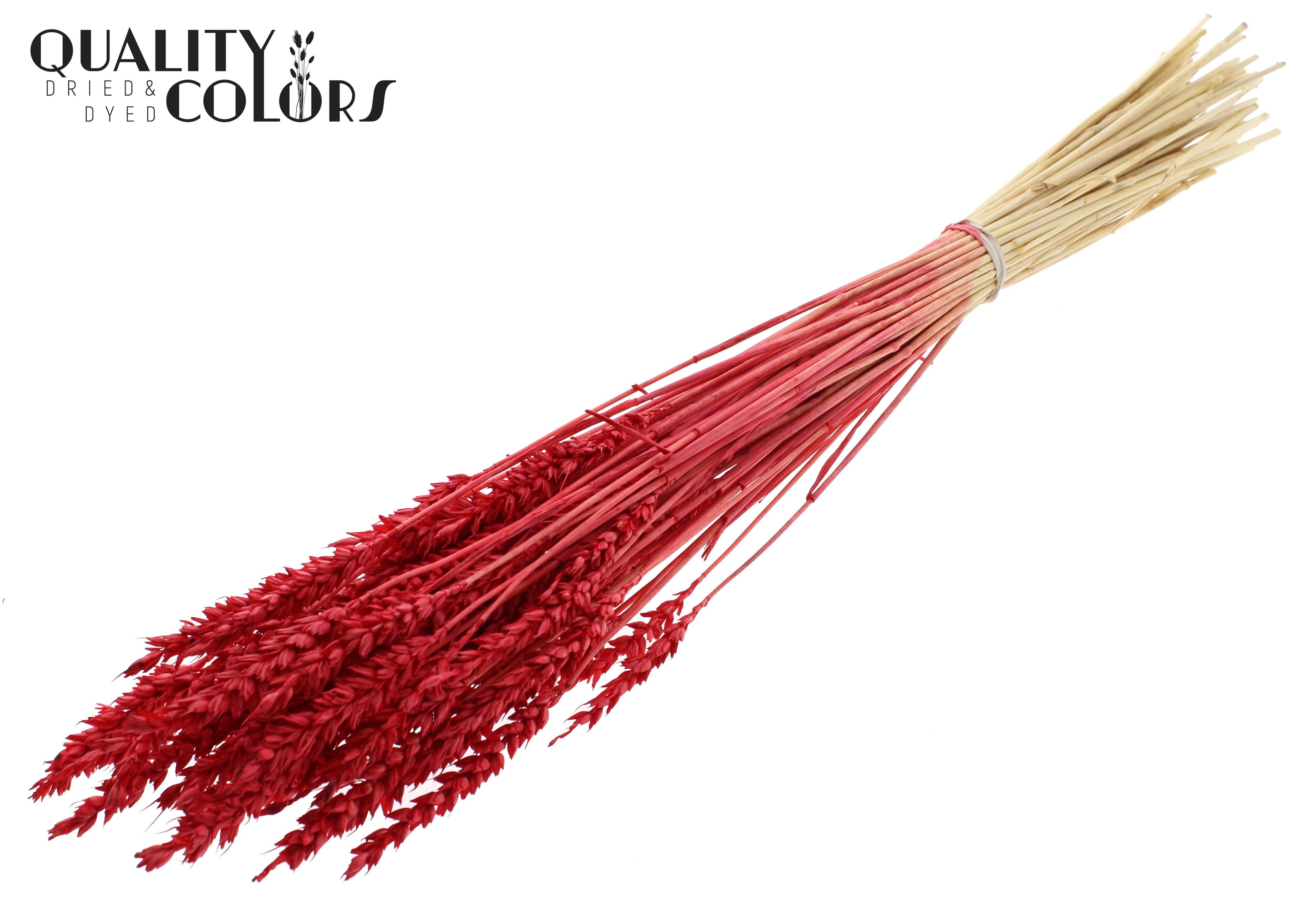 Triticum Intense Red Per Bunch 60cm