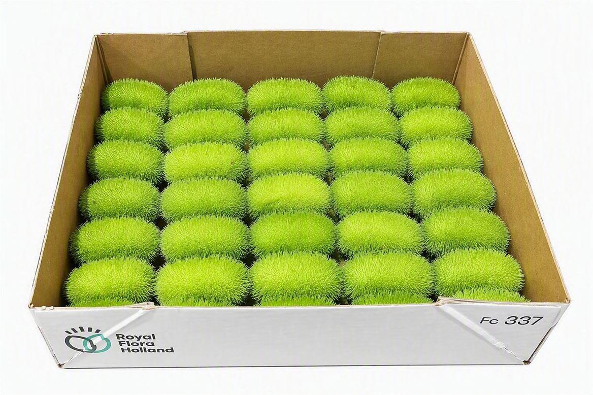 Sier Cucumis Maureen X35 Holl