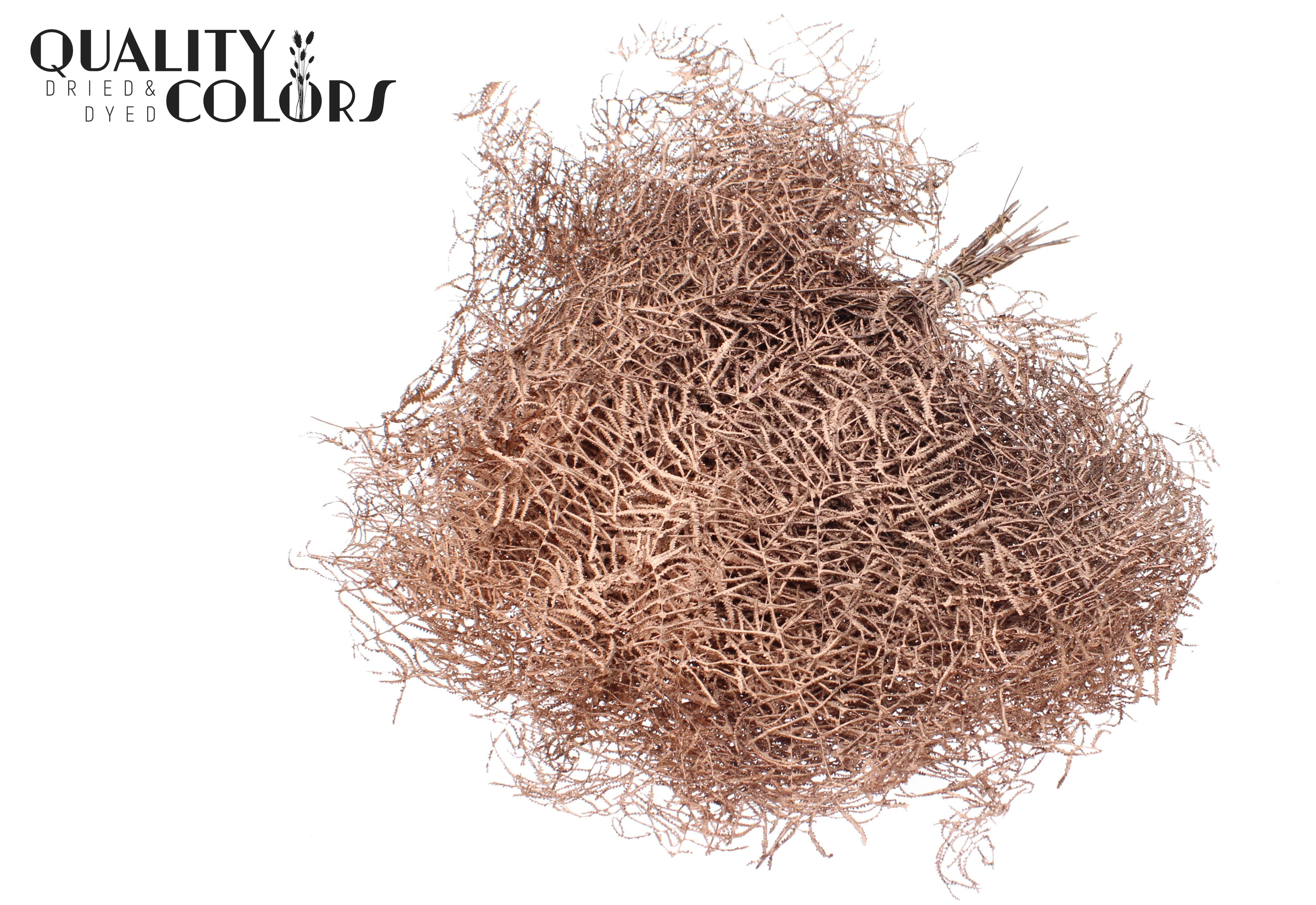 Gleichenia Copper Per Bunch