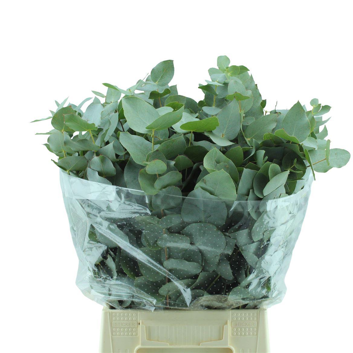 Cinerea Kort