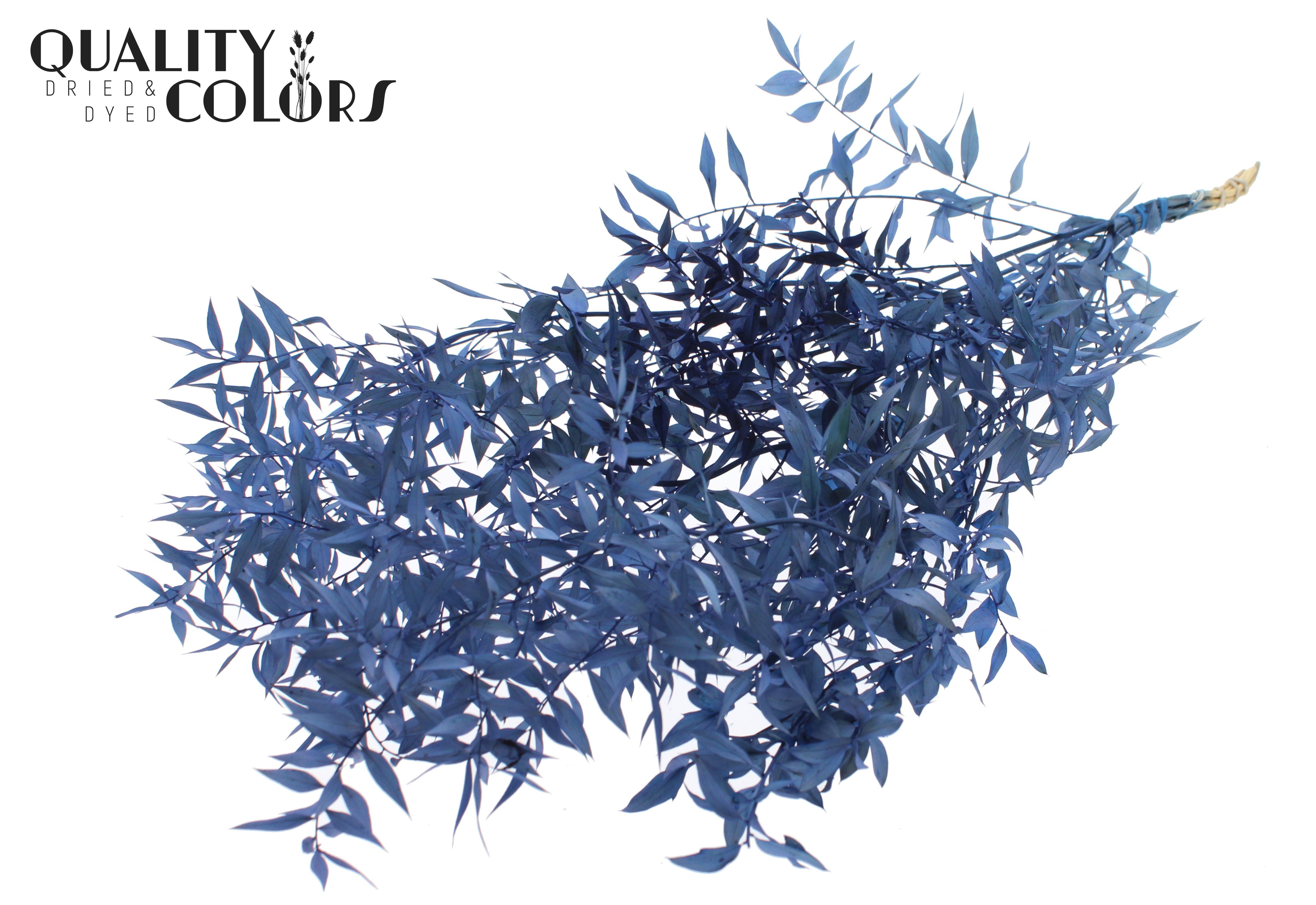Ruscus Aculeatus Preserved Blue Per Bunch 70cm 1st