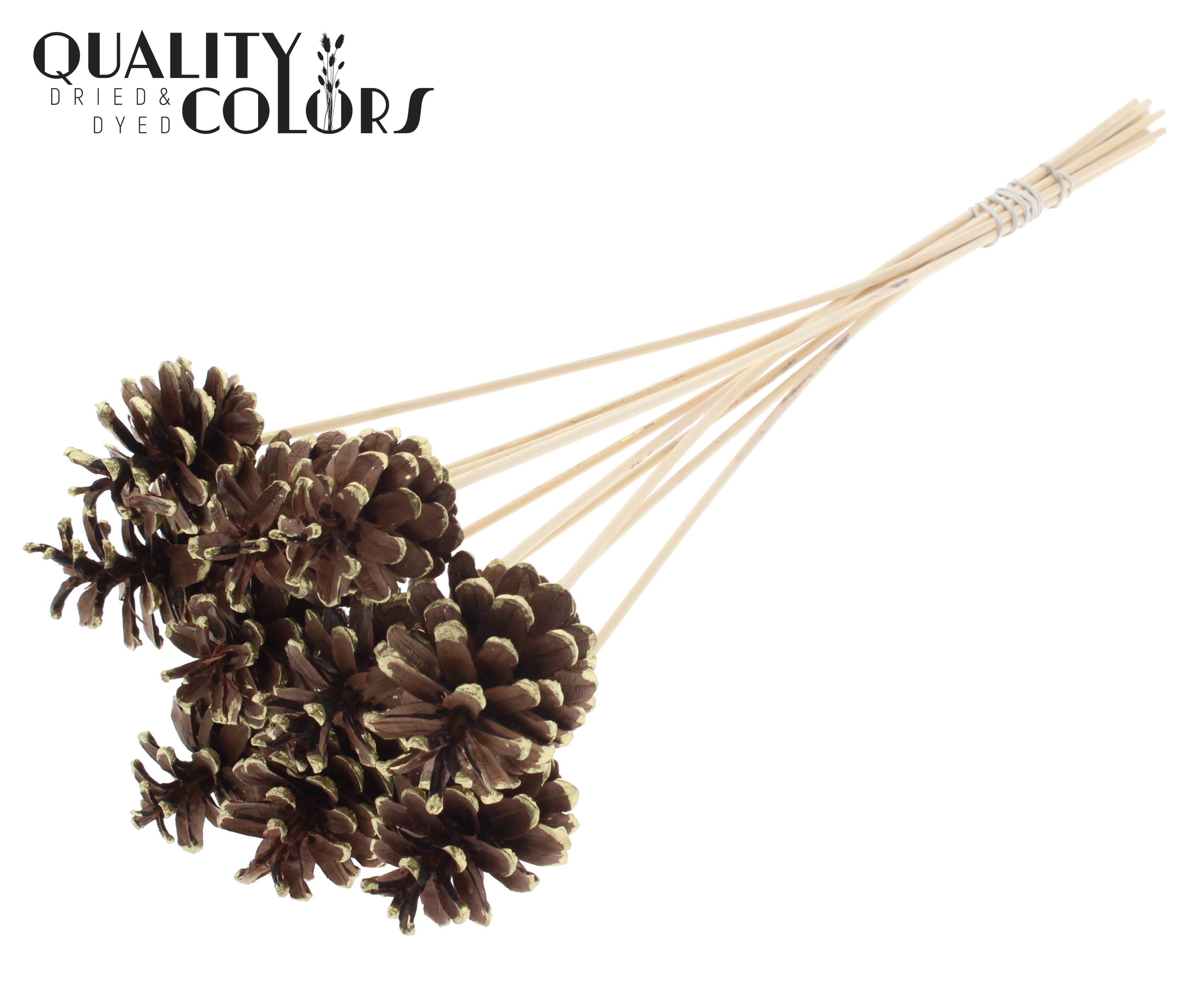 Pine Cone Gold Tipped 50cm