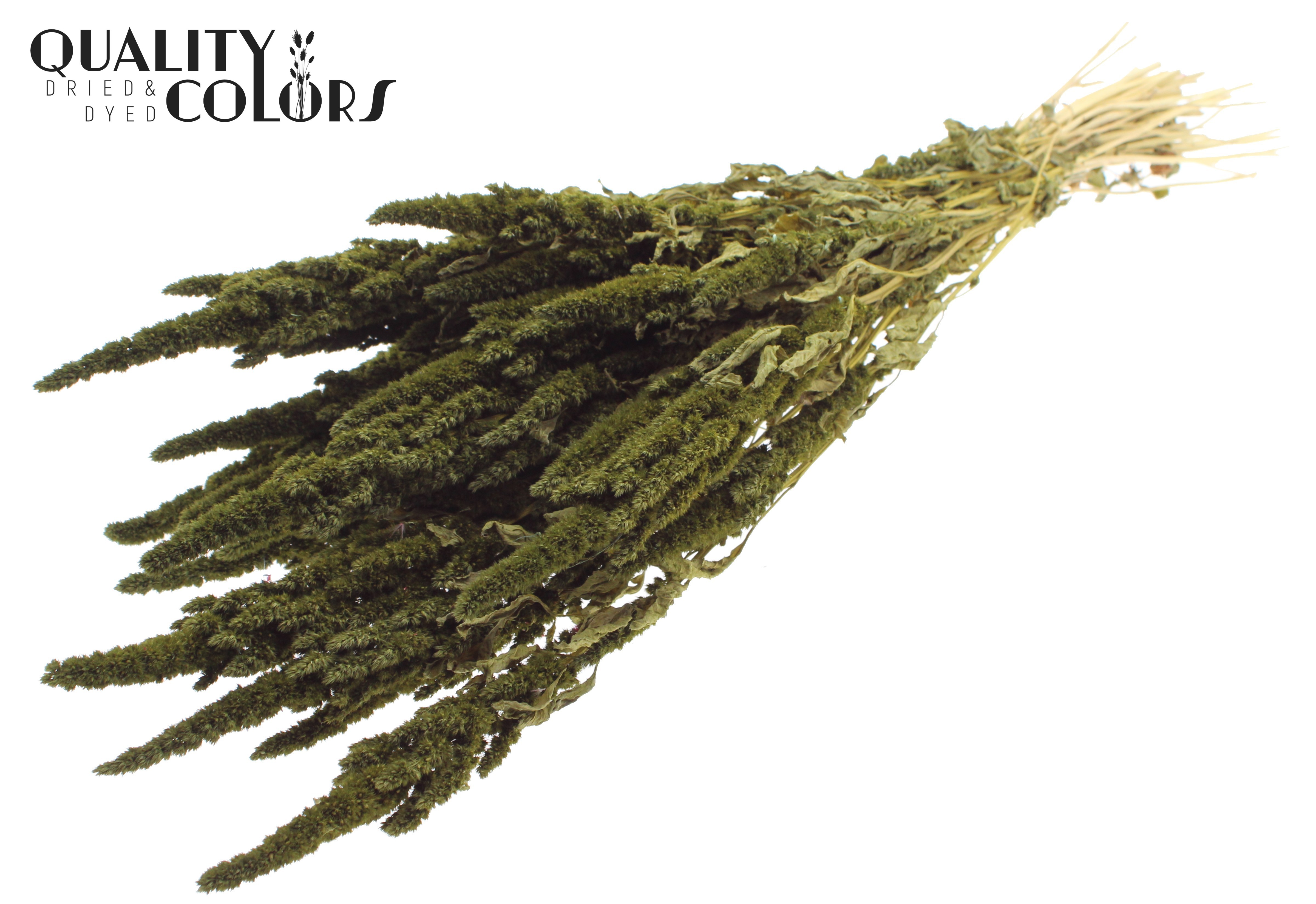 Amaranthus Olive Per Bunch 60cm