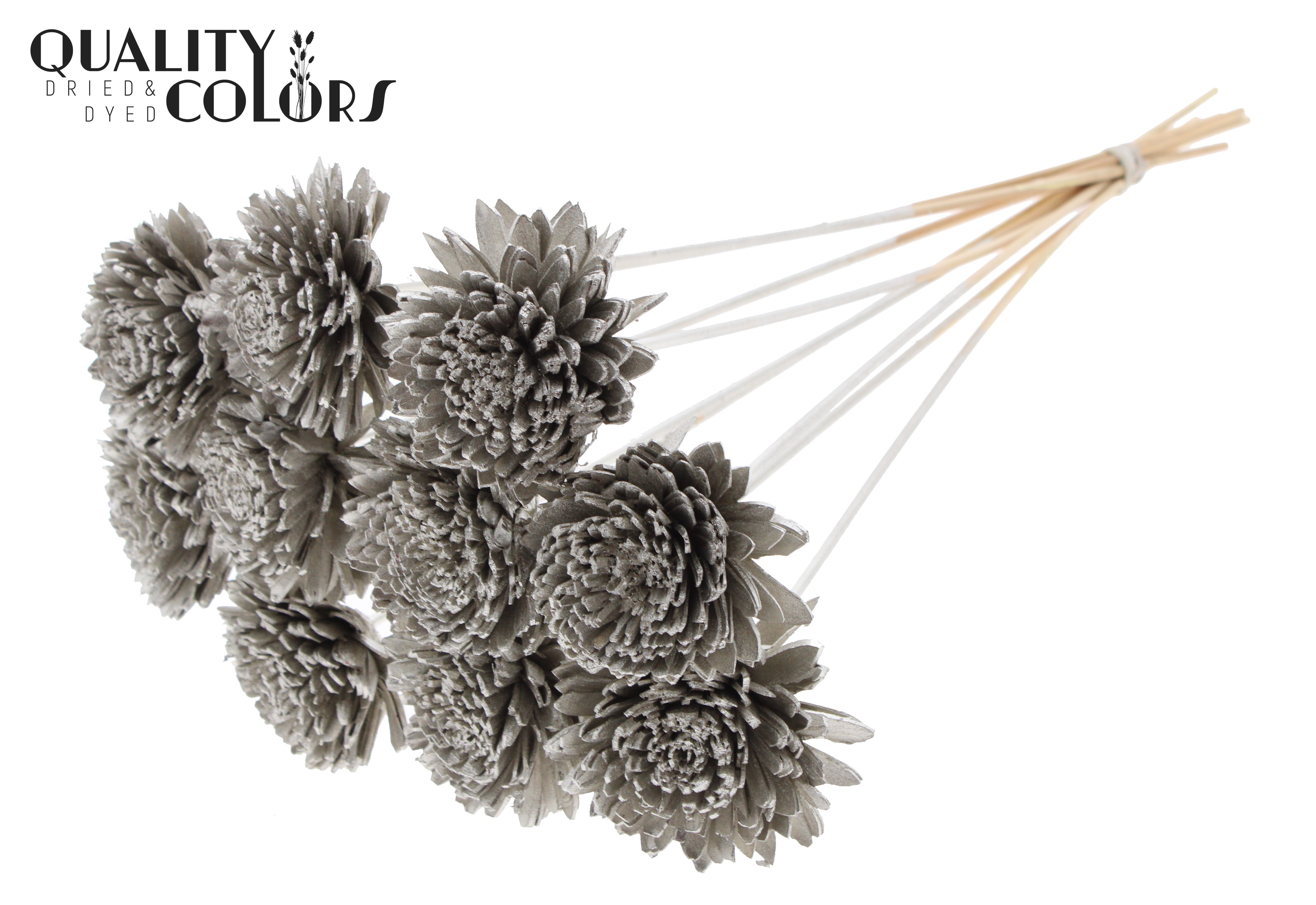Shola Zinia Platinum 50cm