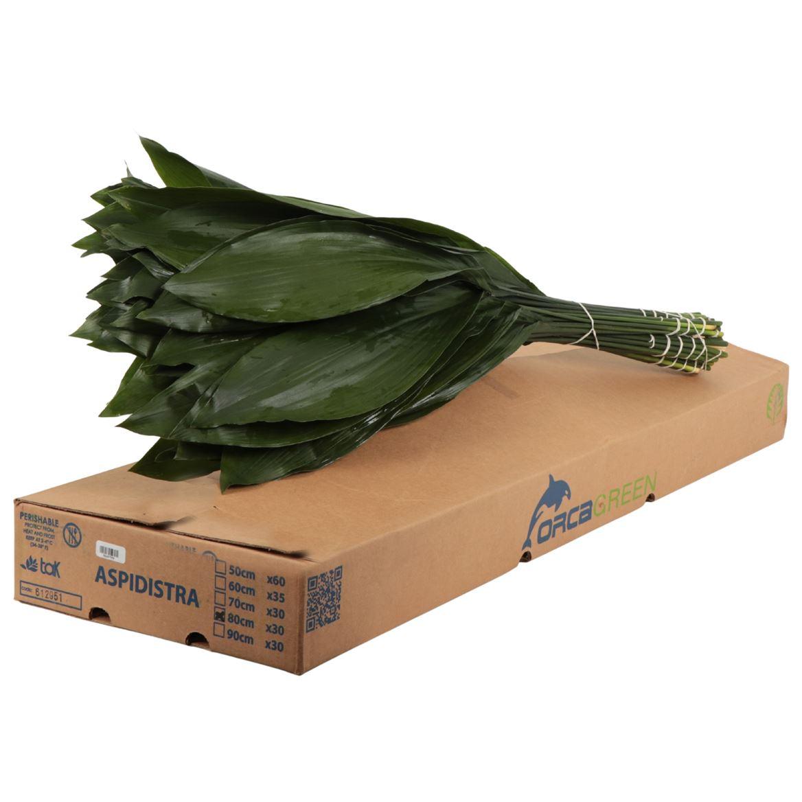 Aspidistra Orca