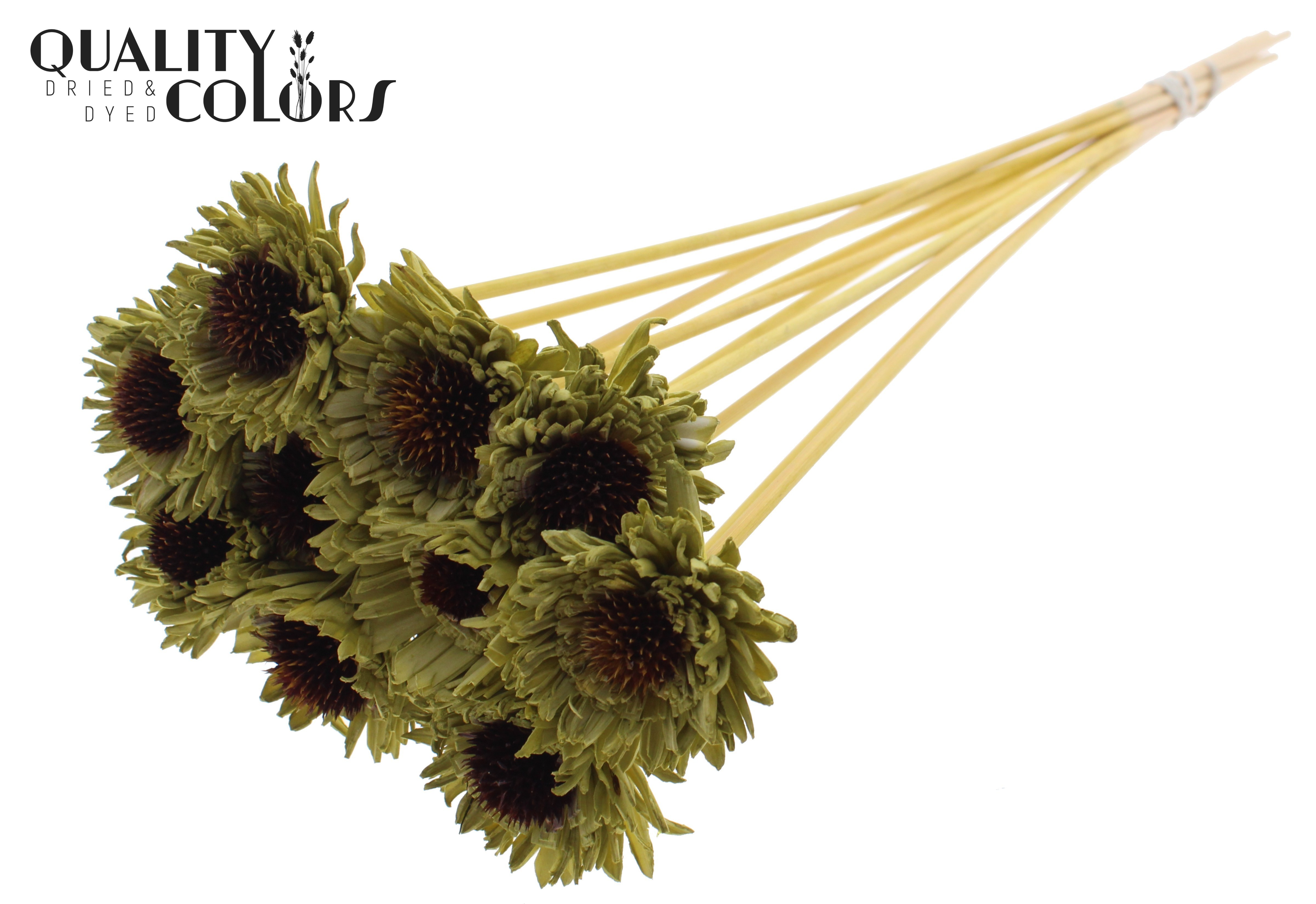 Shola Daisy Sunflower Olive 50cm