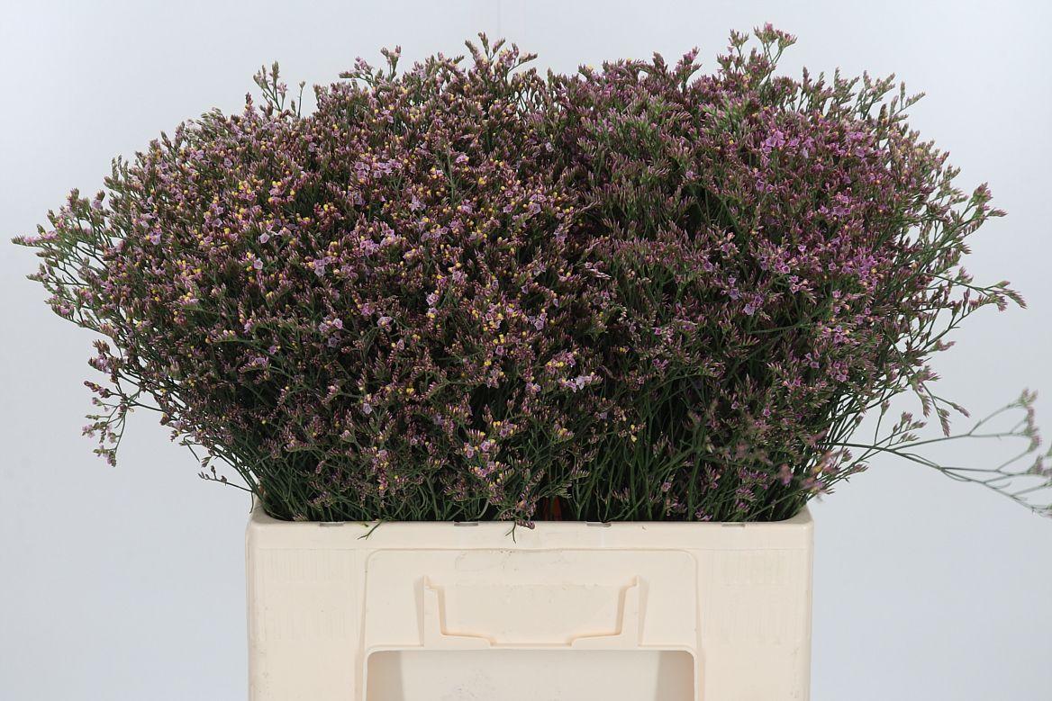 Limonium Crystal Pink
