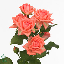 Rosa Spr Barbados 40cm