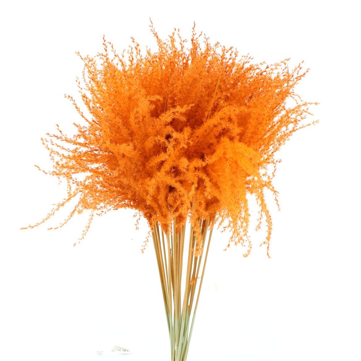Dried Stipa Feather Orange