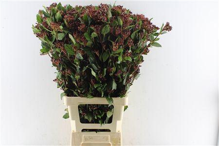 Viburnum Berries Xxl