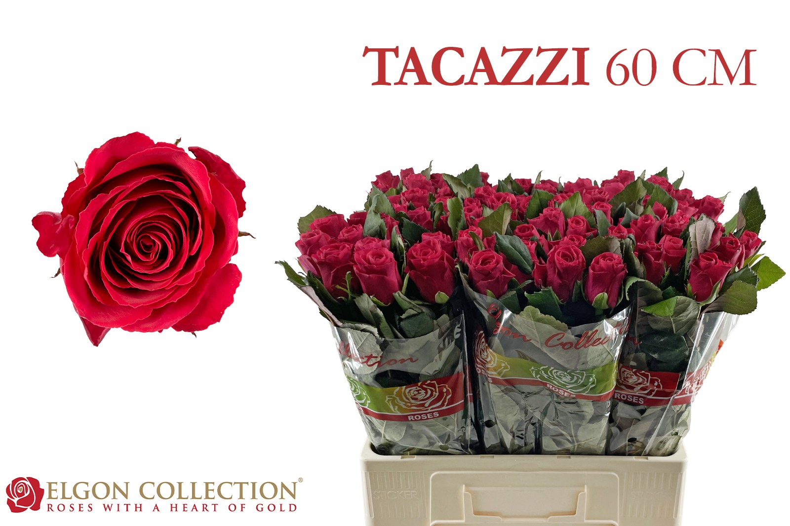 R Gr Tacazzi+