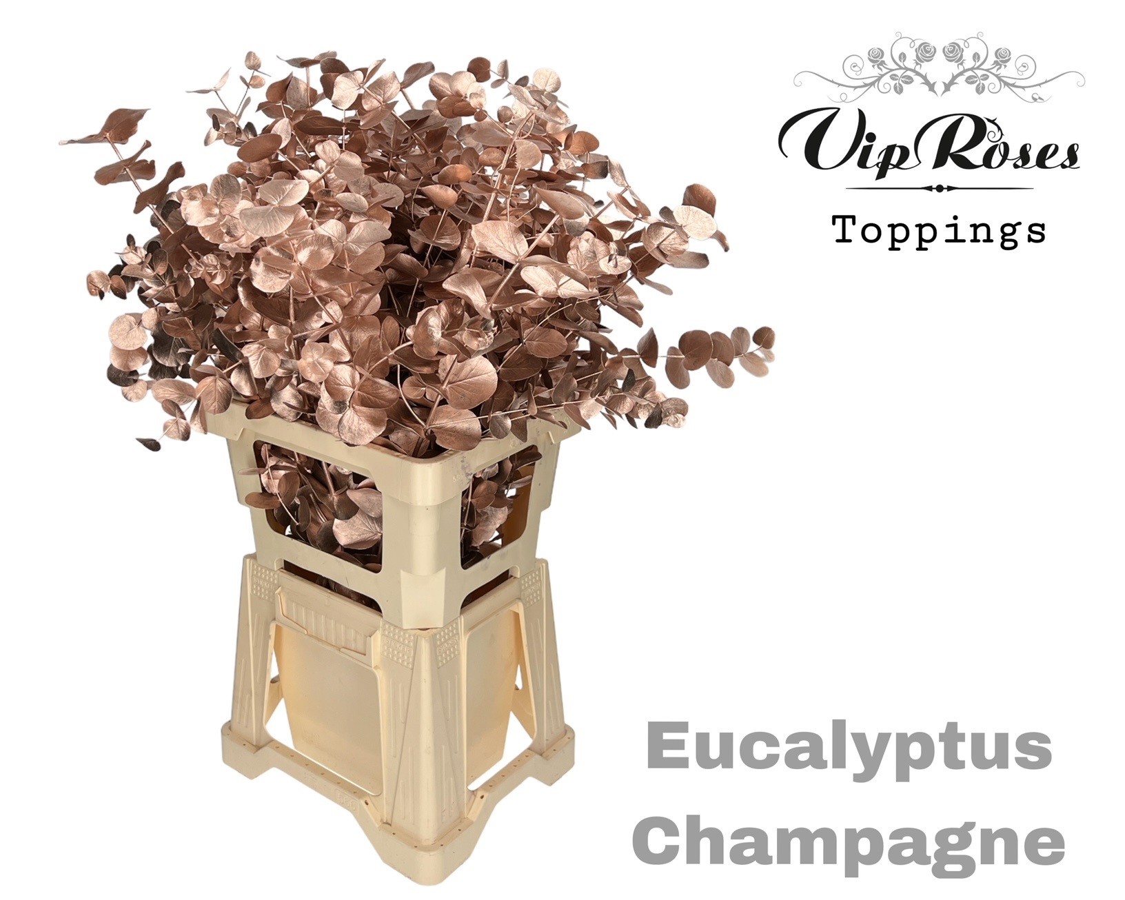 Eucalyptus Cinerea Painted Champagne Per Bunch 65cm 300gr.
