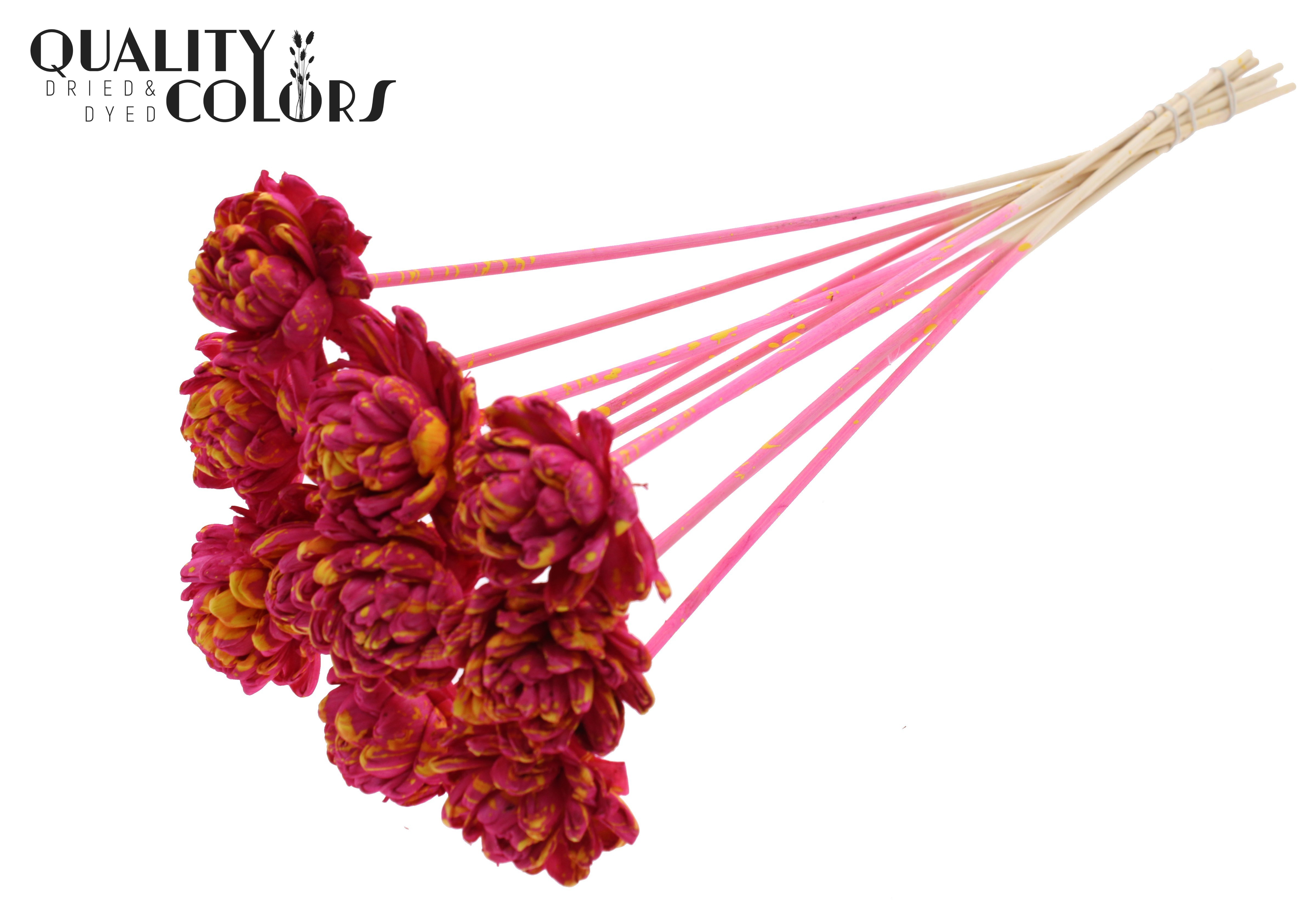 Shola New Beauty Rose Splashed Cerise Yellow 50cm