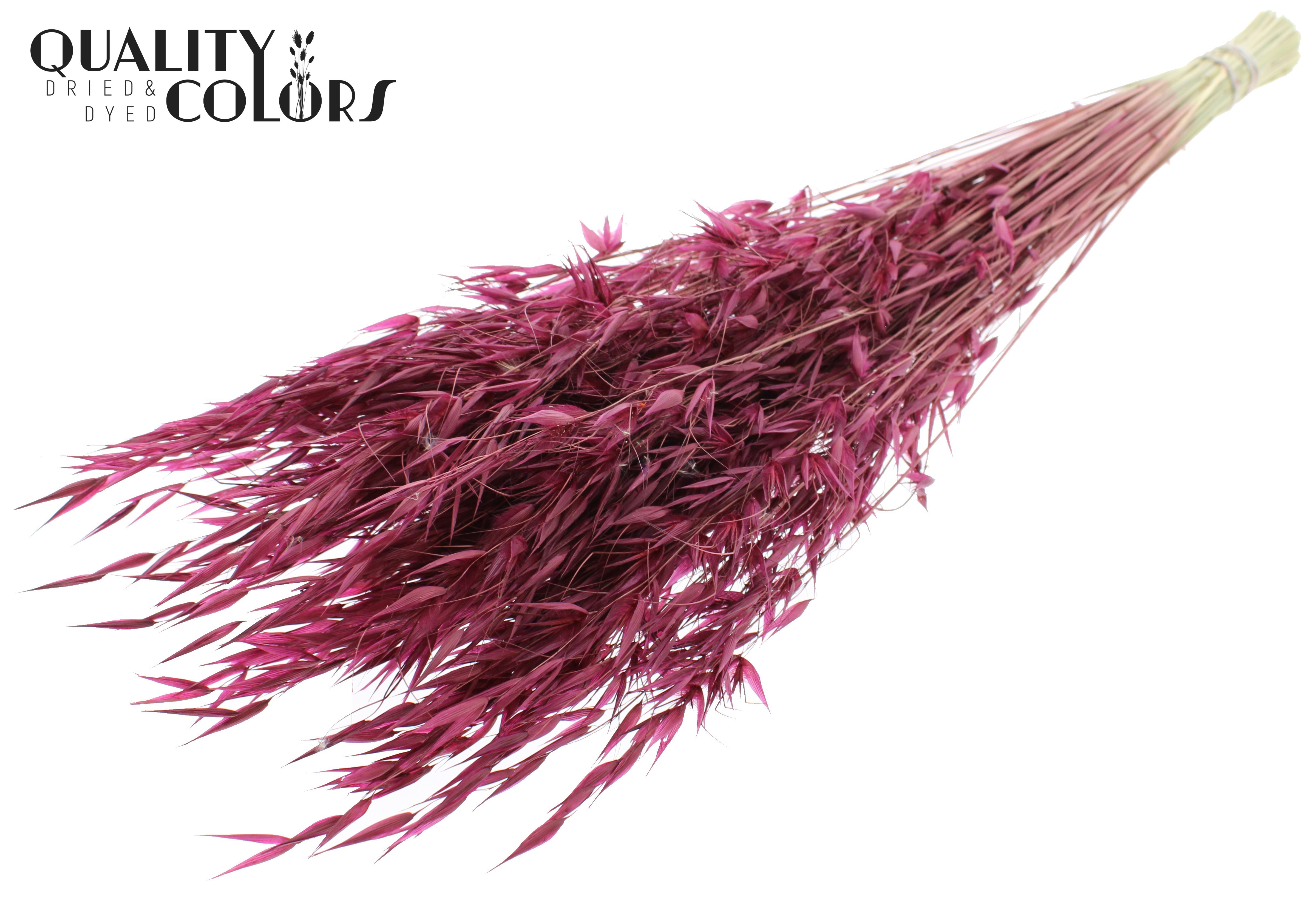 Avena Burgundy Per Bunch 70cm
