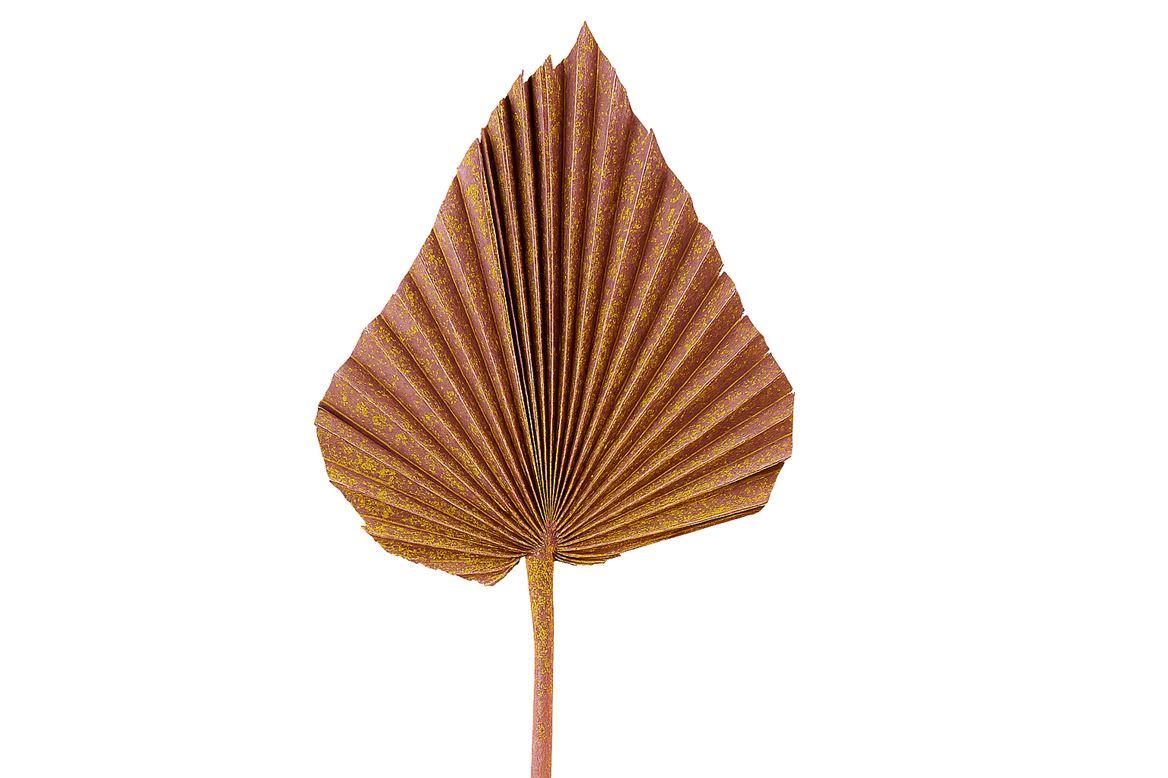 Dried Artz Palm Spear Xl Gaugain P Stem