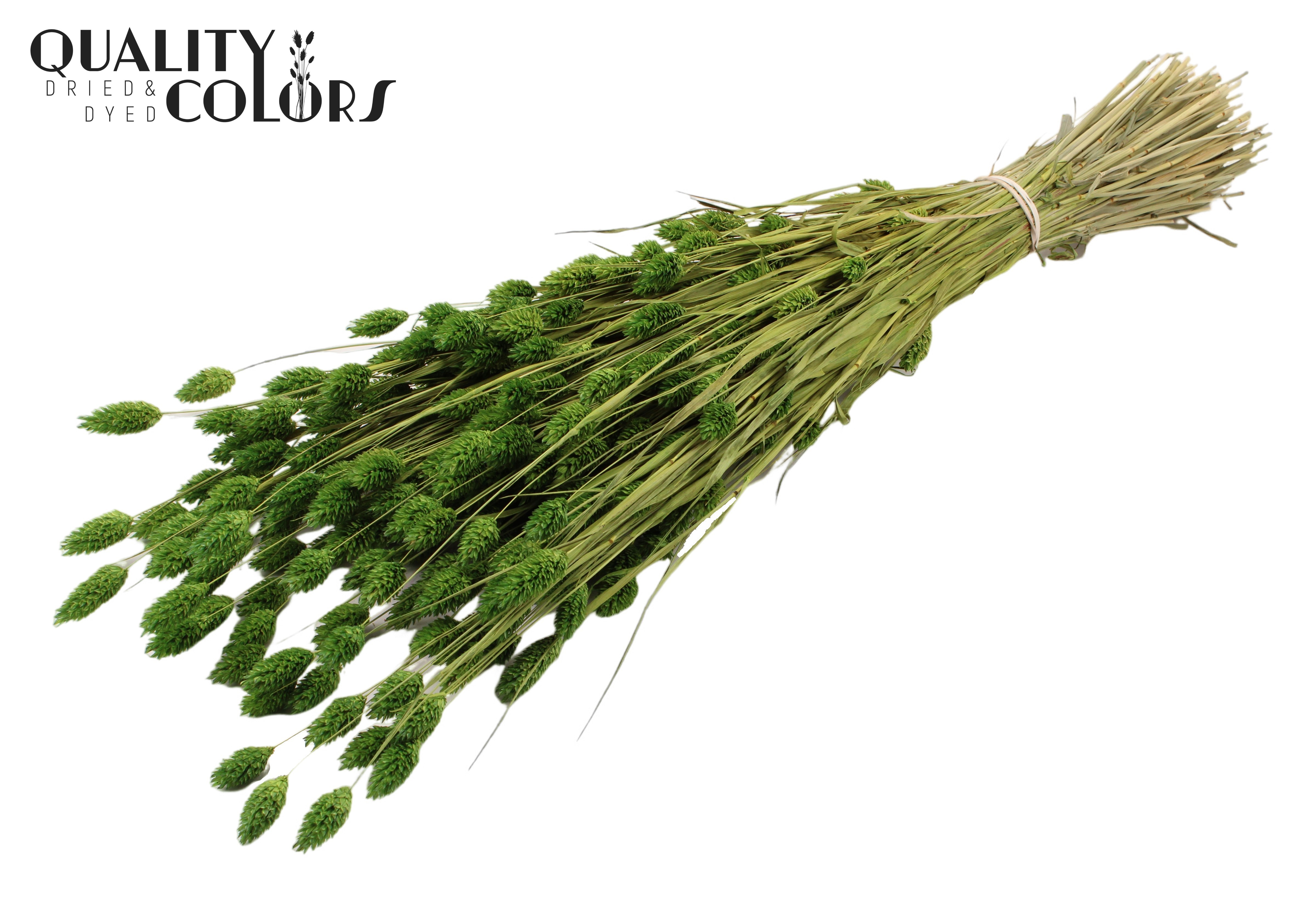 Phalaris Light Green Per Bunch 60cm 220gr.