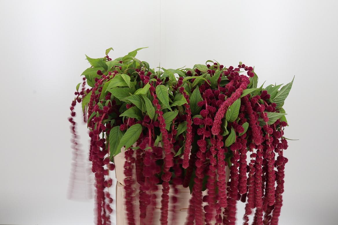 Amaranthus Caudatus Rosary