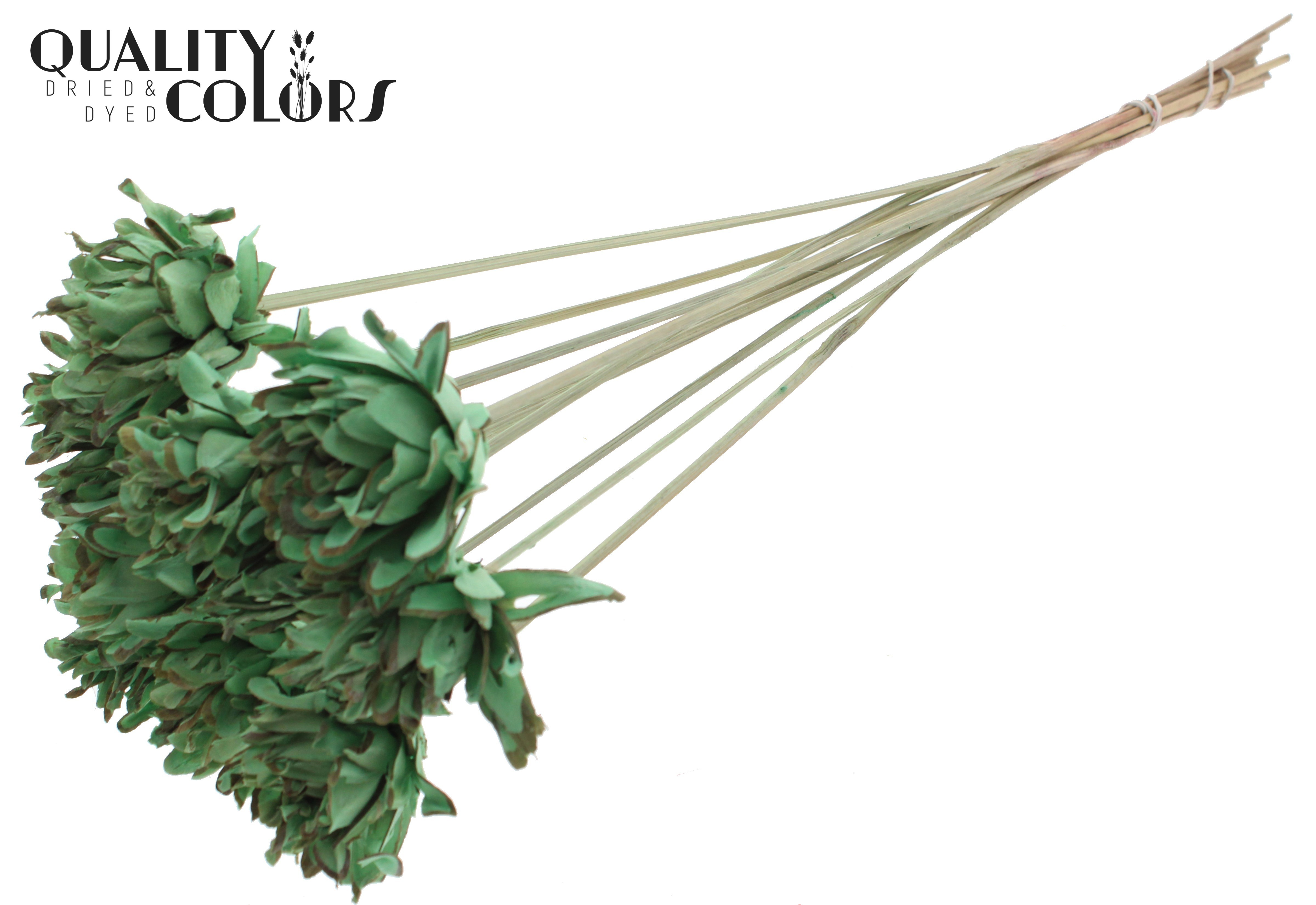 Shola Slice Pine Mint Green 50cm