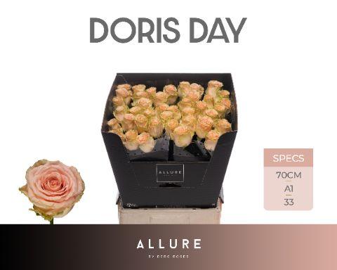 Rosa Doris Day 70cm