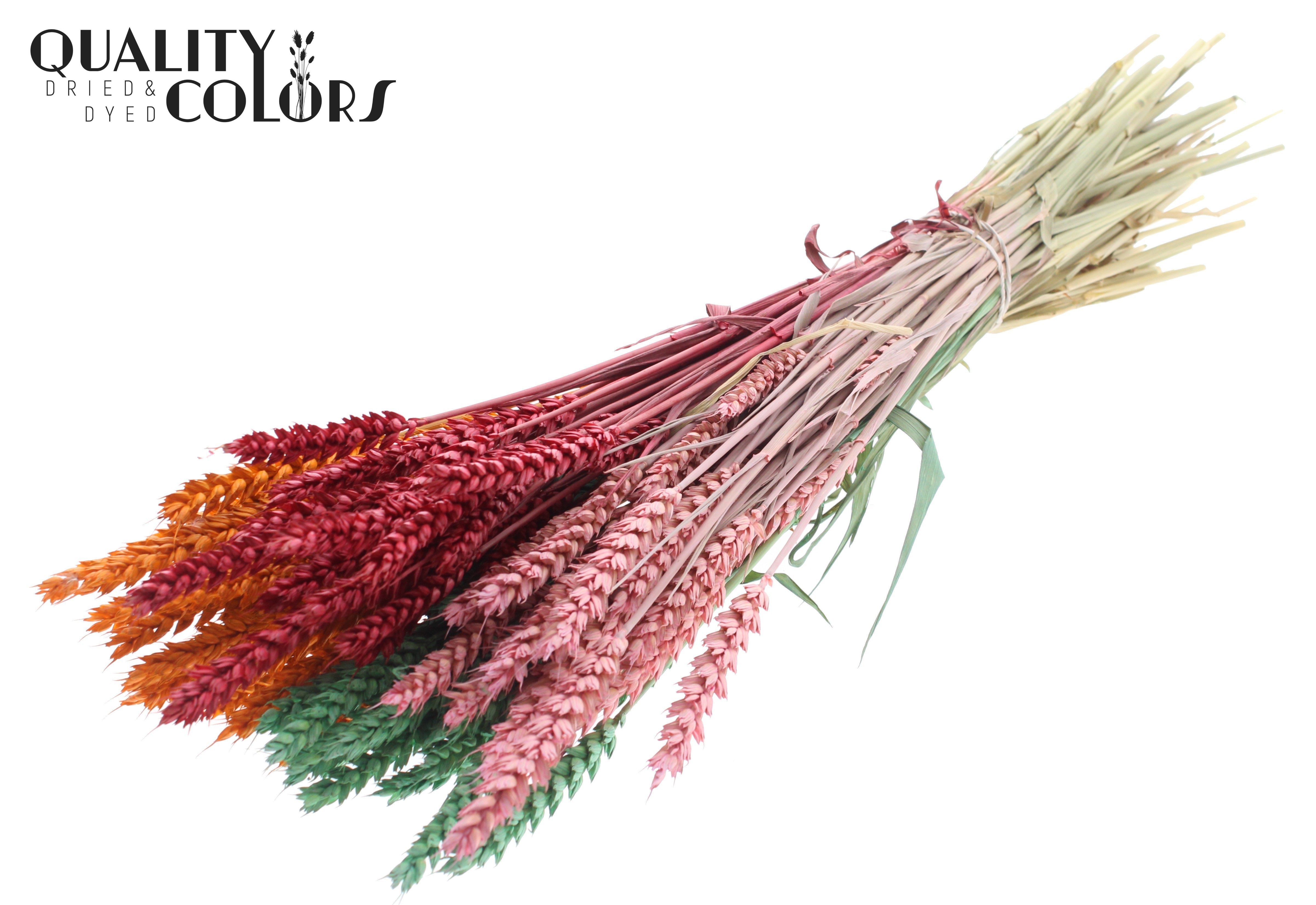 Triticum Summer Sorbet Per Bunch 60cm